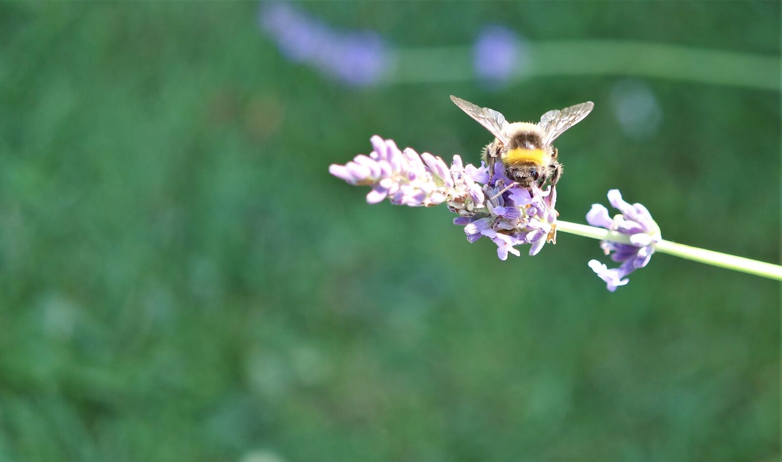 Canon EOS 80D sample photo. Bumble bee, honey, bee photography
