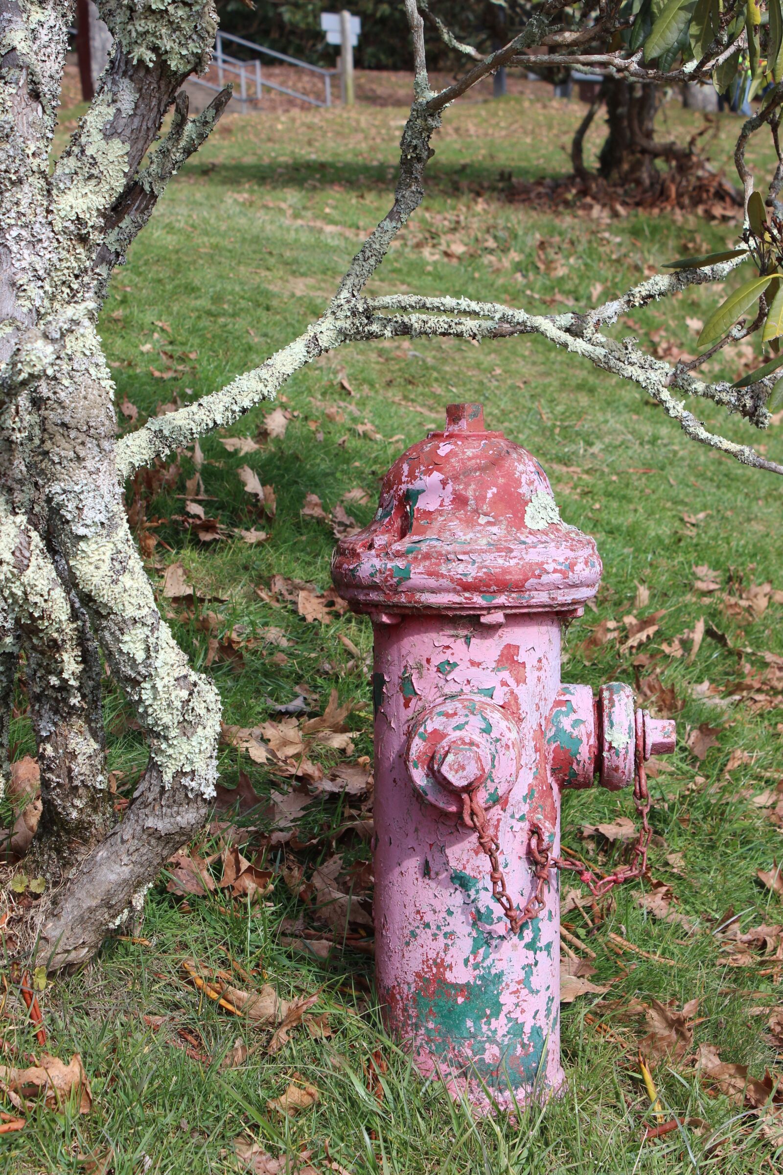 Canon EOS 600D (Rebel EOS T3i / EOS Kiss X5) sample photo. Old tree, fire hydrant photography