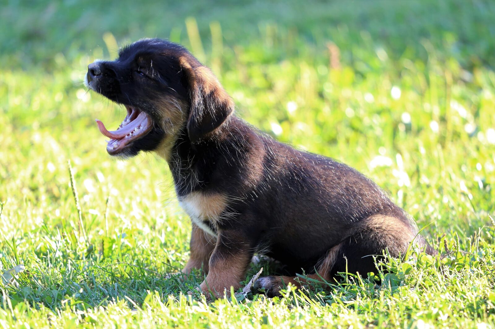 Canon EF 70-300 F4-5.6 IS II USM sample photo. Little dog, yawning, puppy photography