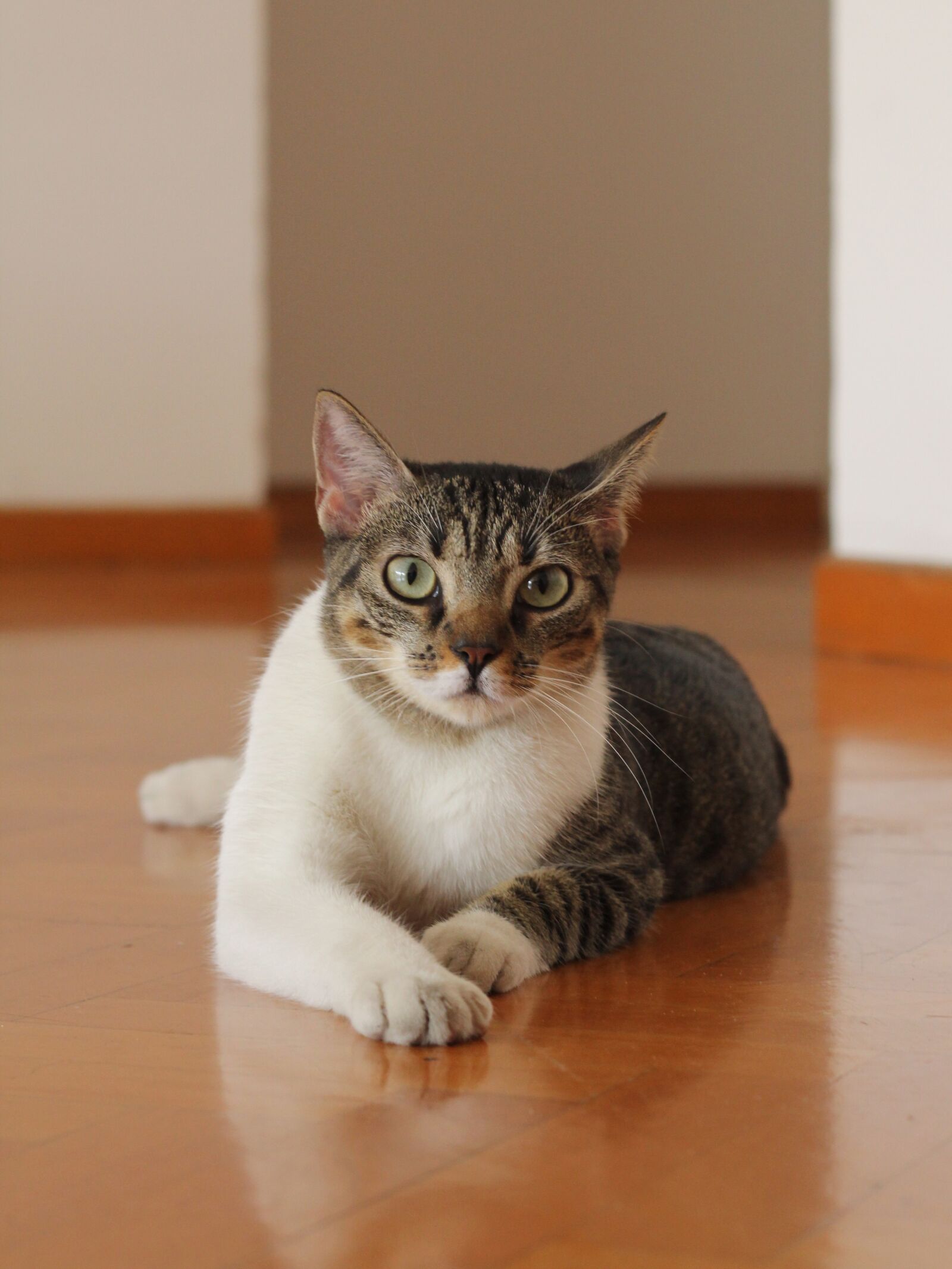 Canon EOS 60D + Canon EF 50mm F1.8 II sample photo. Cat, pet, animal photography