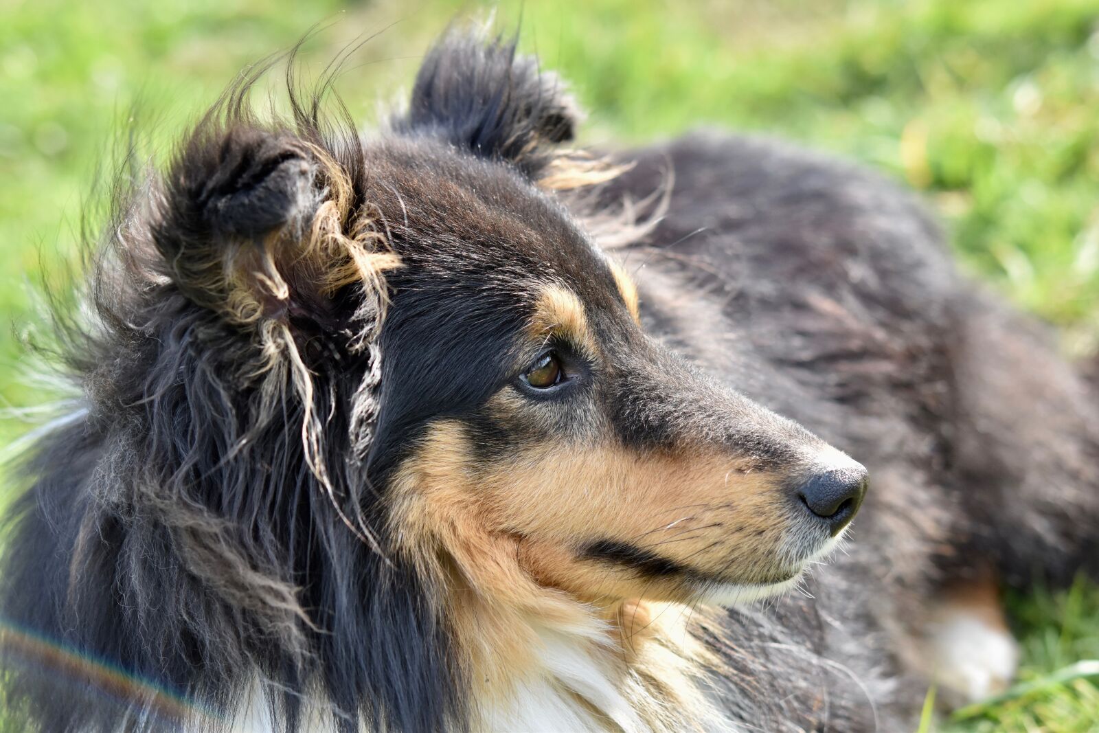 Nikon D5600 sample photo. Dog, dog shetland sheepdog photography