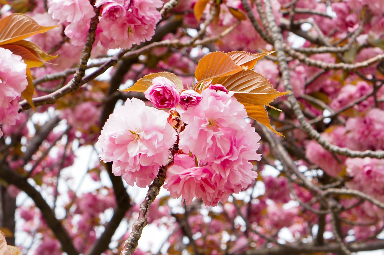 Sony Alpha NEX-3N sample photo. Cherry blossom, fold cherry photography