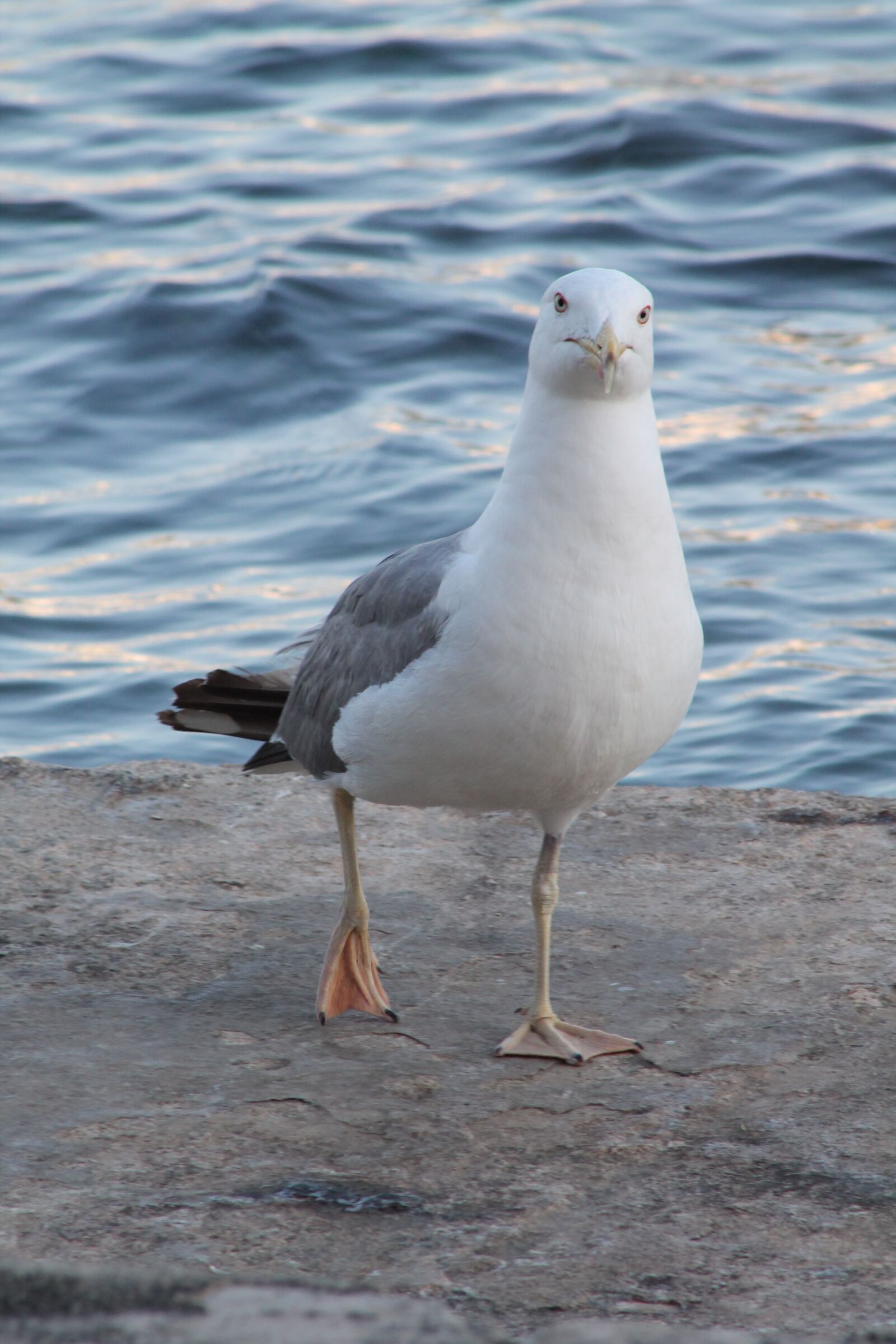 Canon EF75-300mm f/4-5.6 sample photo. Seagull, animal water bird photography