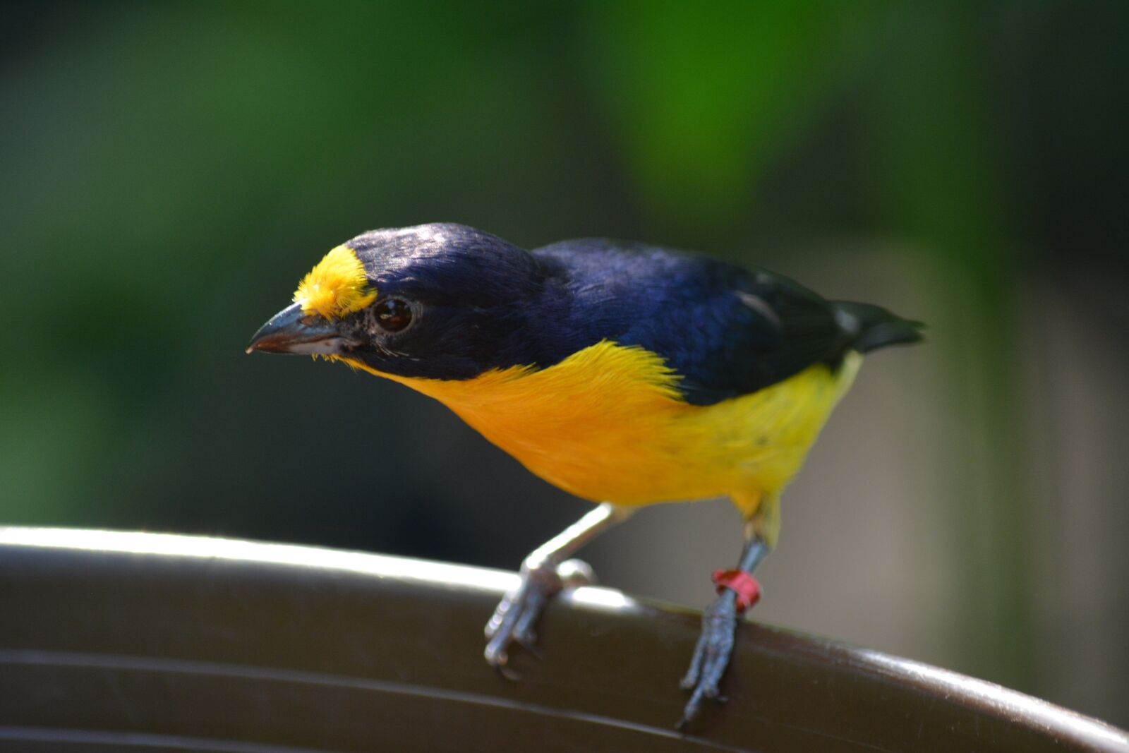Nikon D5200 sample photo. Bird, animal world, animal photography