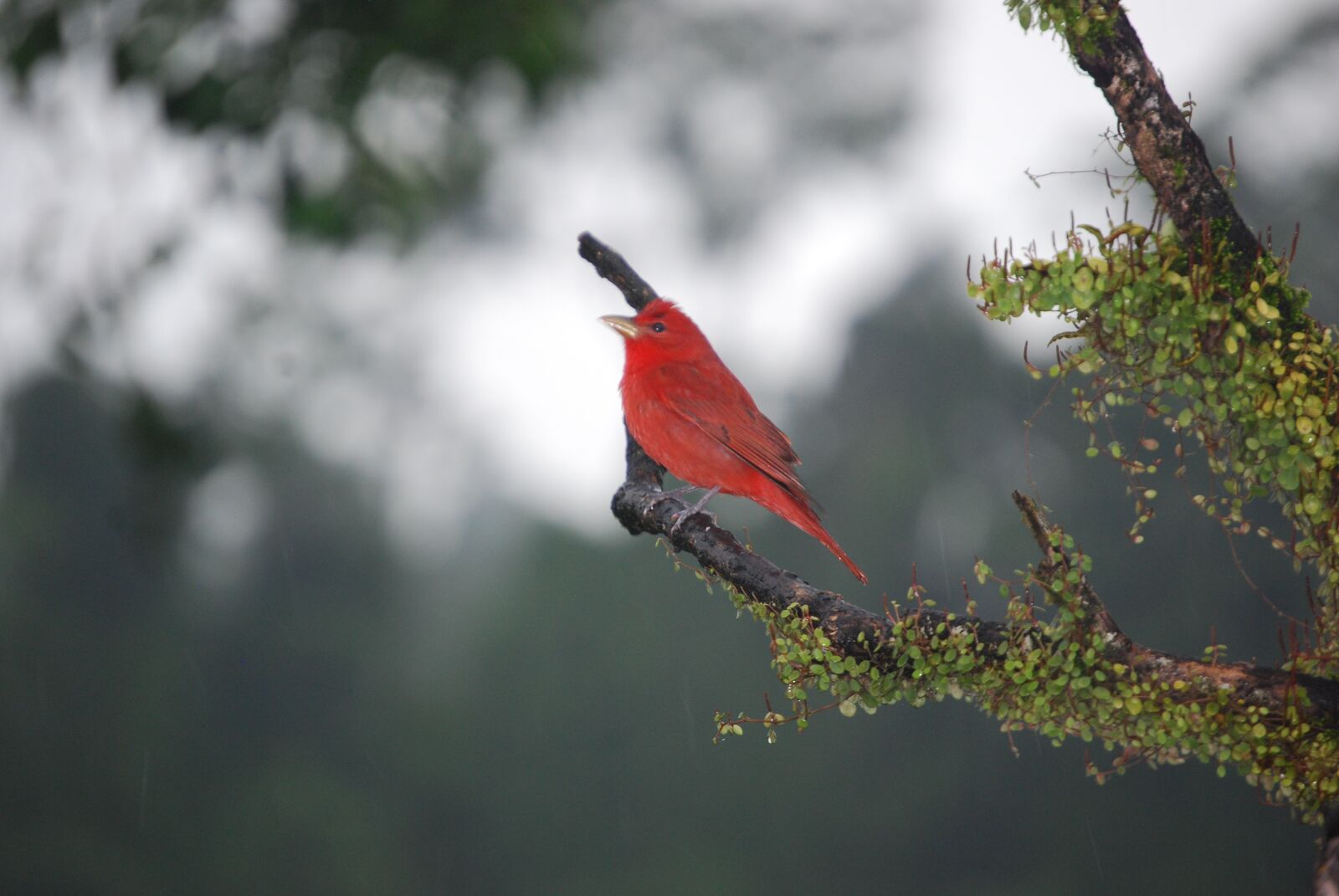 Nikon D40X sample photo. Red, bird, nature photography