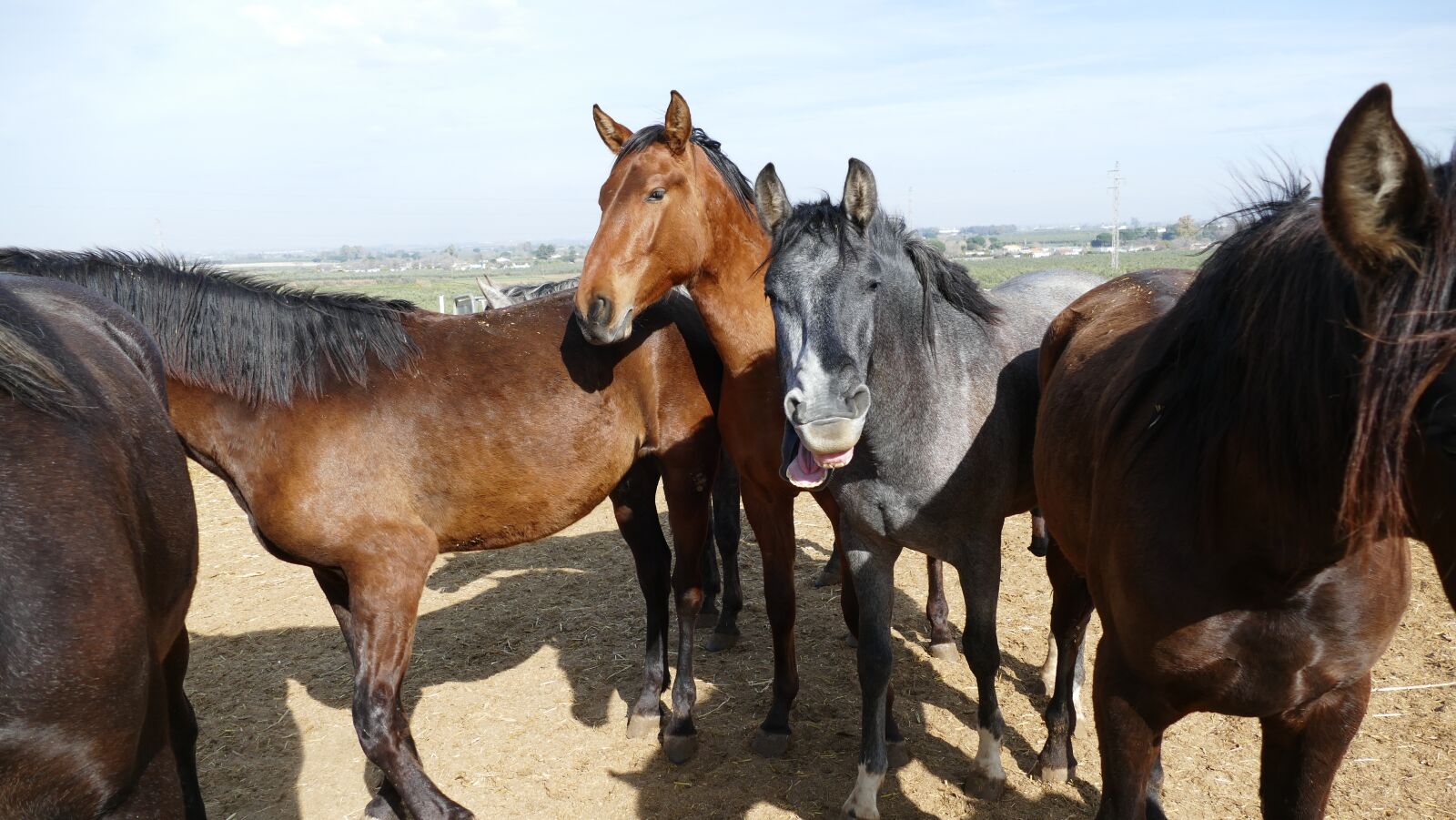 Panasonic Lumix DMC-FZ1000 sample photo. Horses, horse herd, young photography