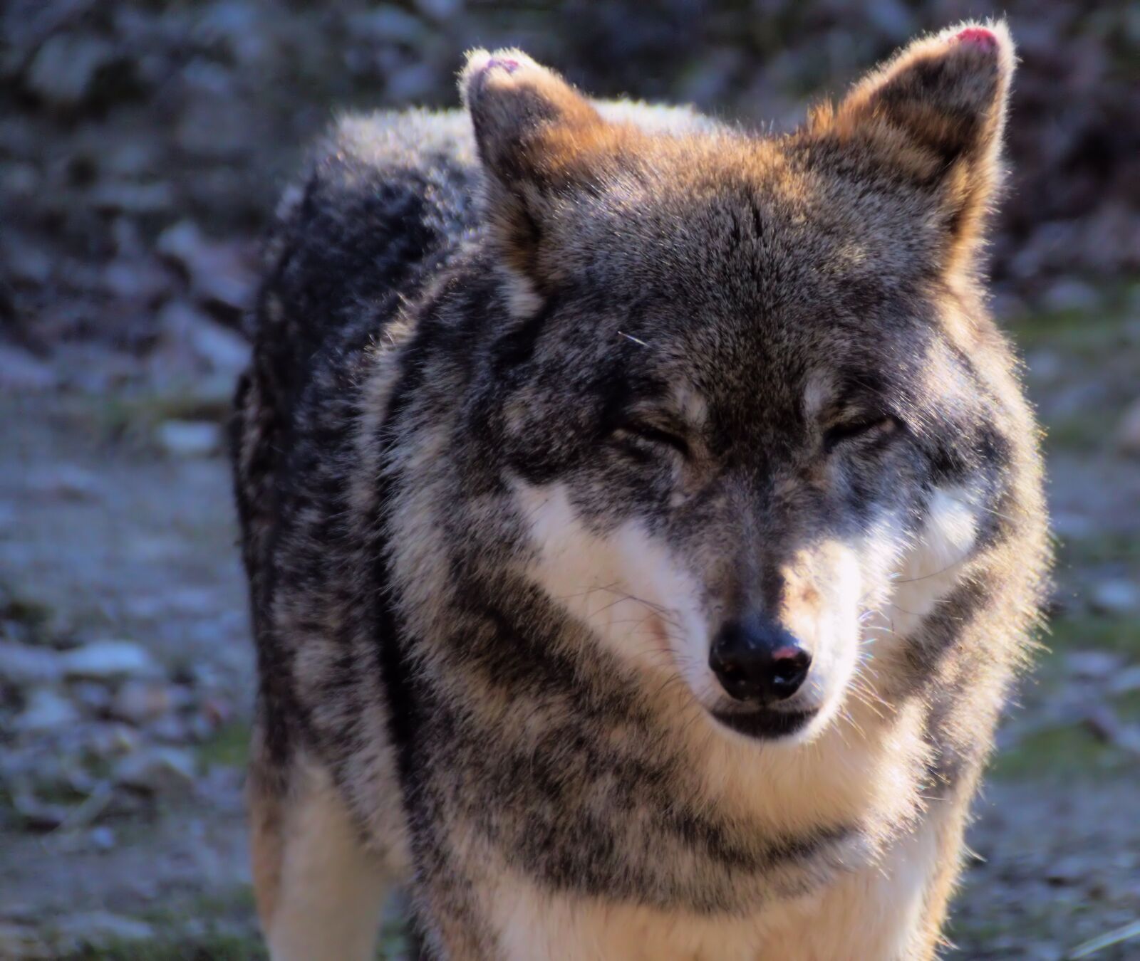 Canon EOS 77D (EOS 9000D / EOS 770D) sample photo. Wolf, beast, psovitá photography