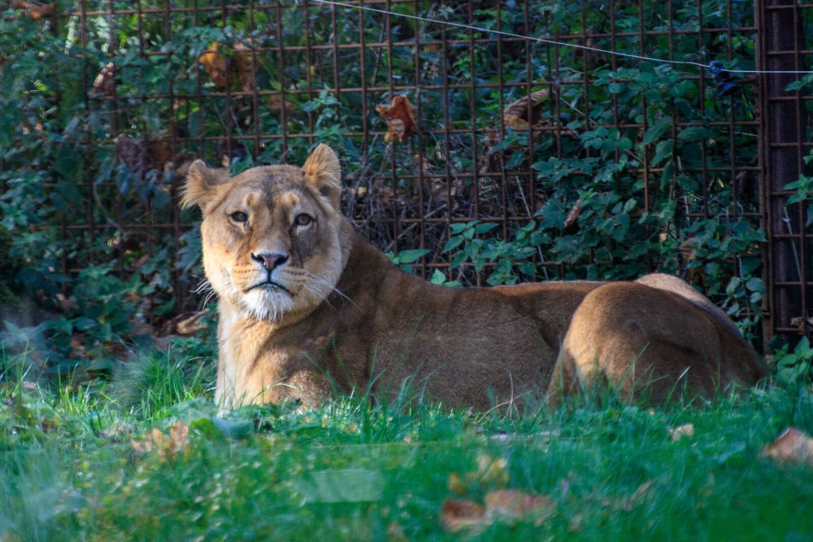 Canon EOS 80D sample photo. Lion, lioness, animal world photography