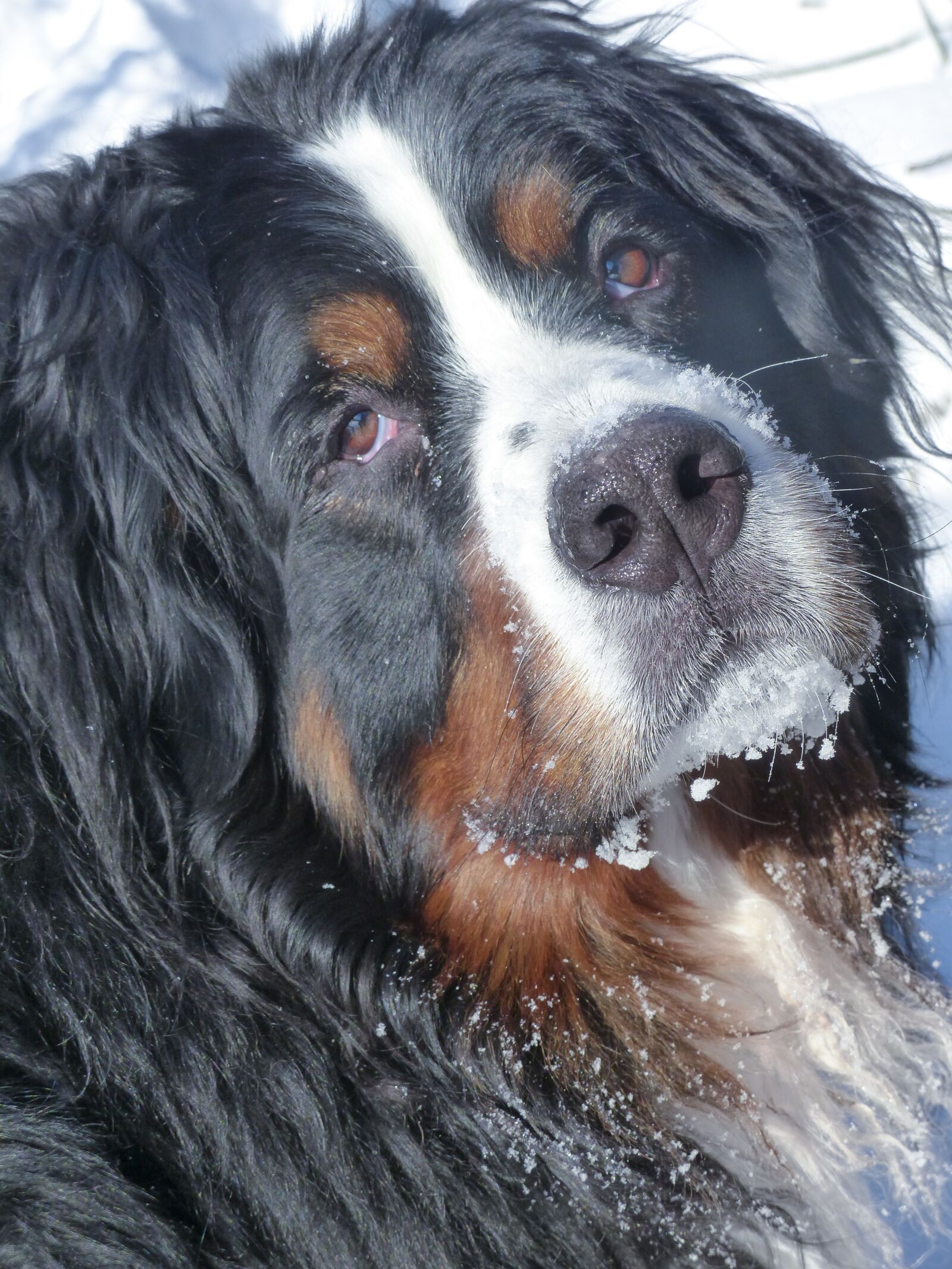 Panasonic Lumix DMC-FZ200 sample photo. Bernese mountain dog, pet photography