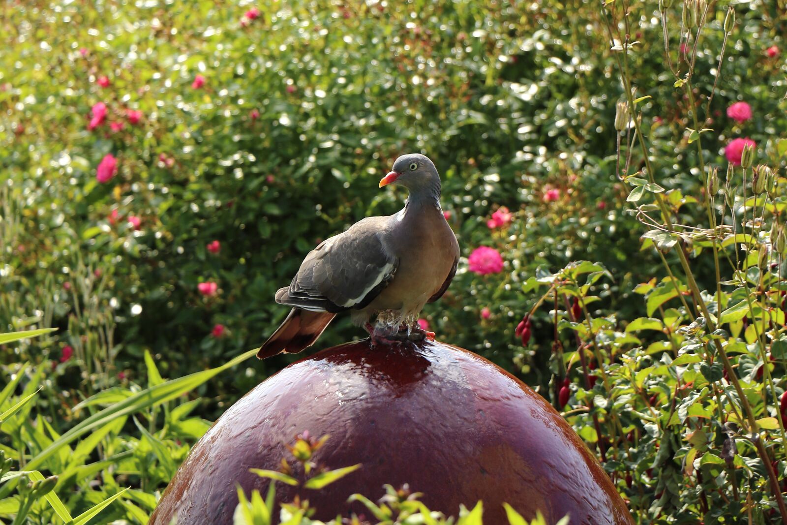 Canon EF-S 18-135mm F3.5-5.6 IS USM sample photo. Bird, dove, flowers photography