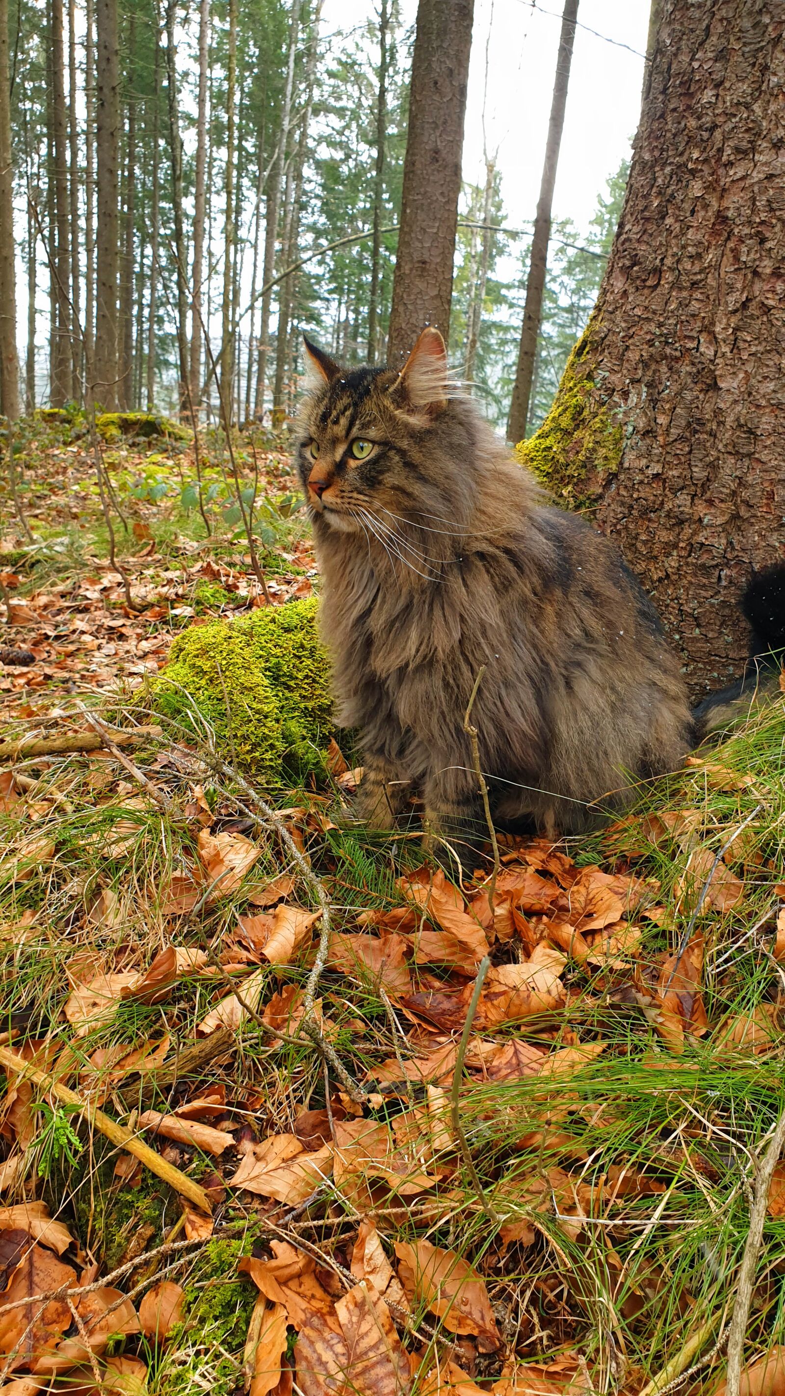 Samsung Galaxy S9 sample photo. Cat, forest cat, forest photography