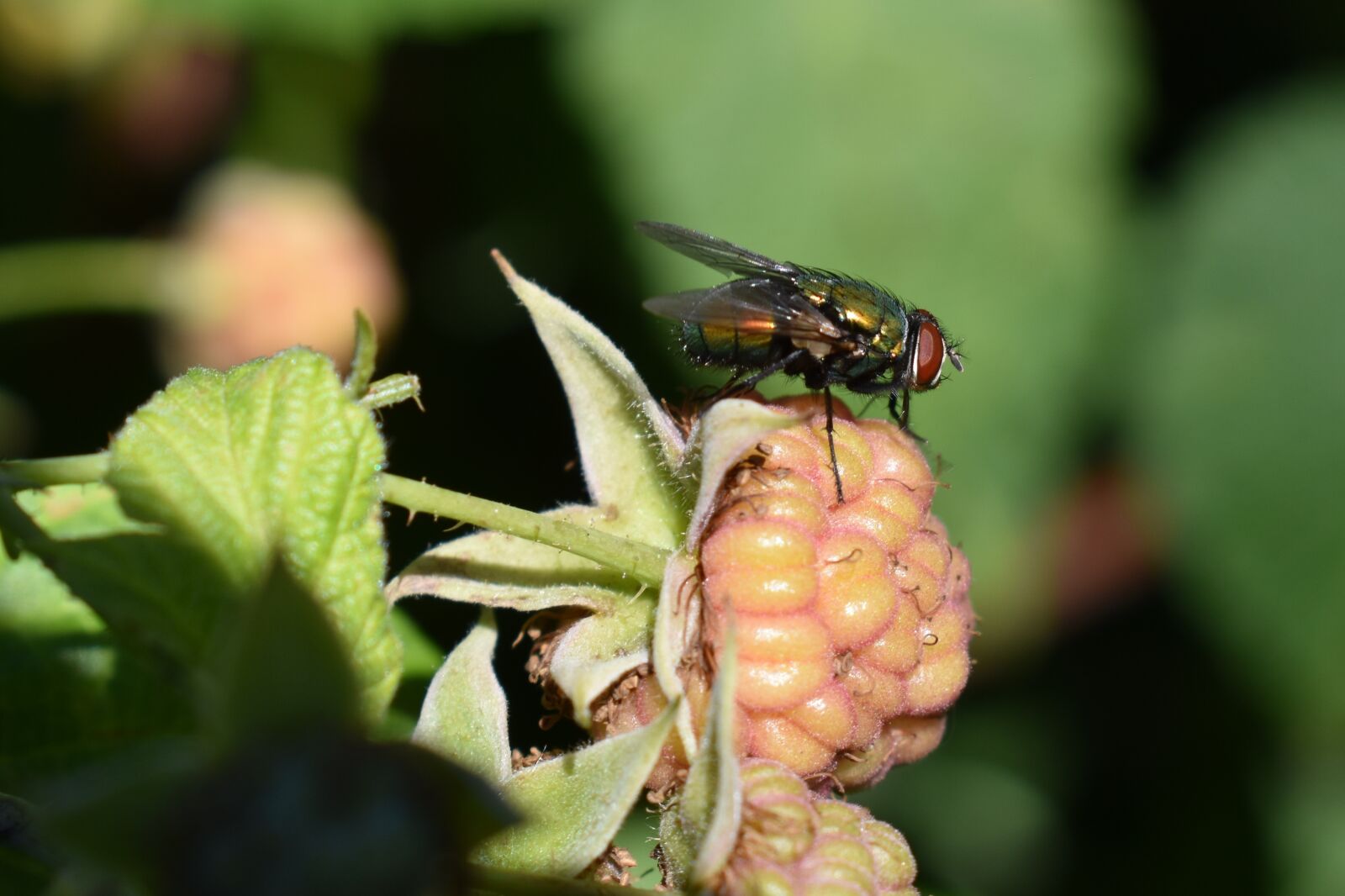 Nikon D5500 sample photo. Fly, insect, raspberry photography