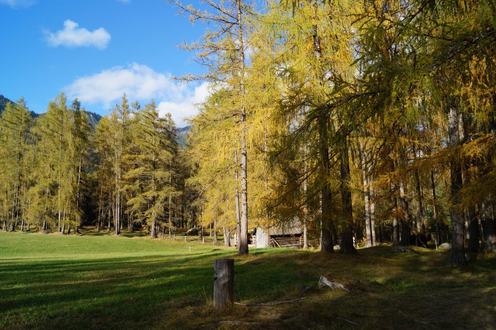 Sony DT 18-55mm F3.5-5.6 SAM II sample photo. Trees, forest, sunshine photography