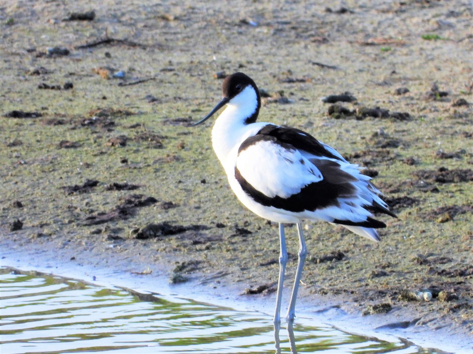 Nikon Coolpix P1000 sample photo. Avocet, stilt-walker, stilt-avocet photography