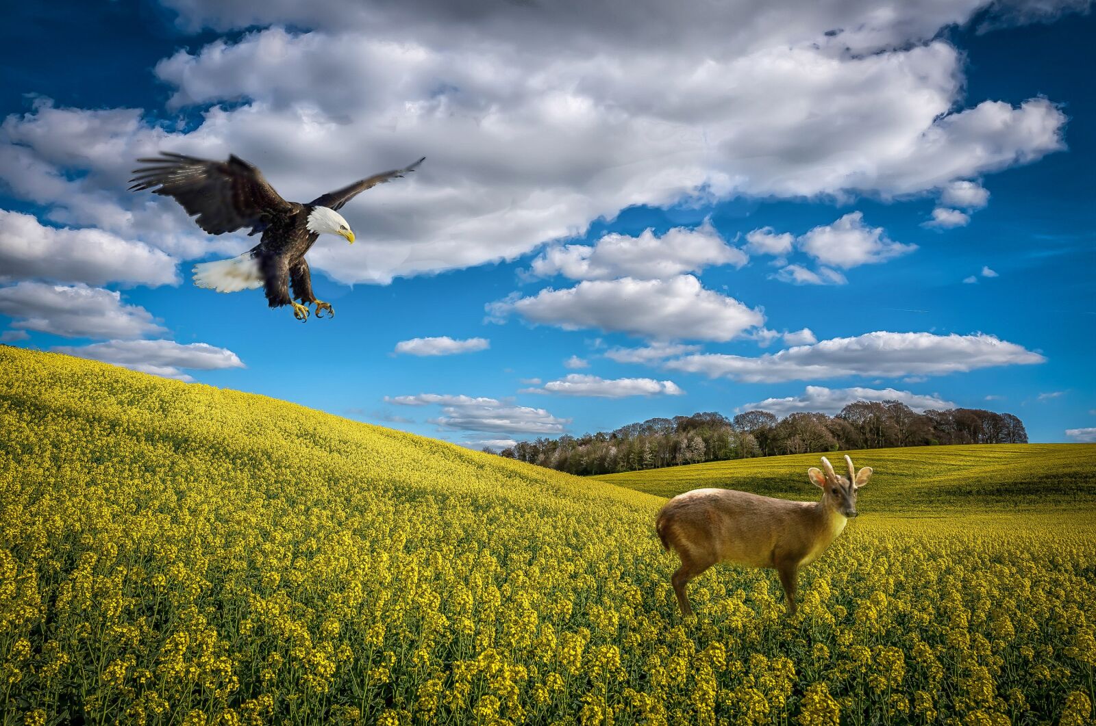 Leica Q (Typ 116) sample photo. Wiltshire, rape seed, composite photography
