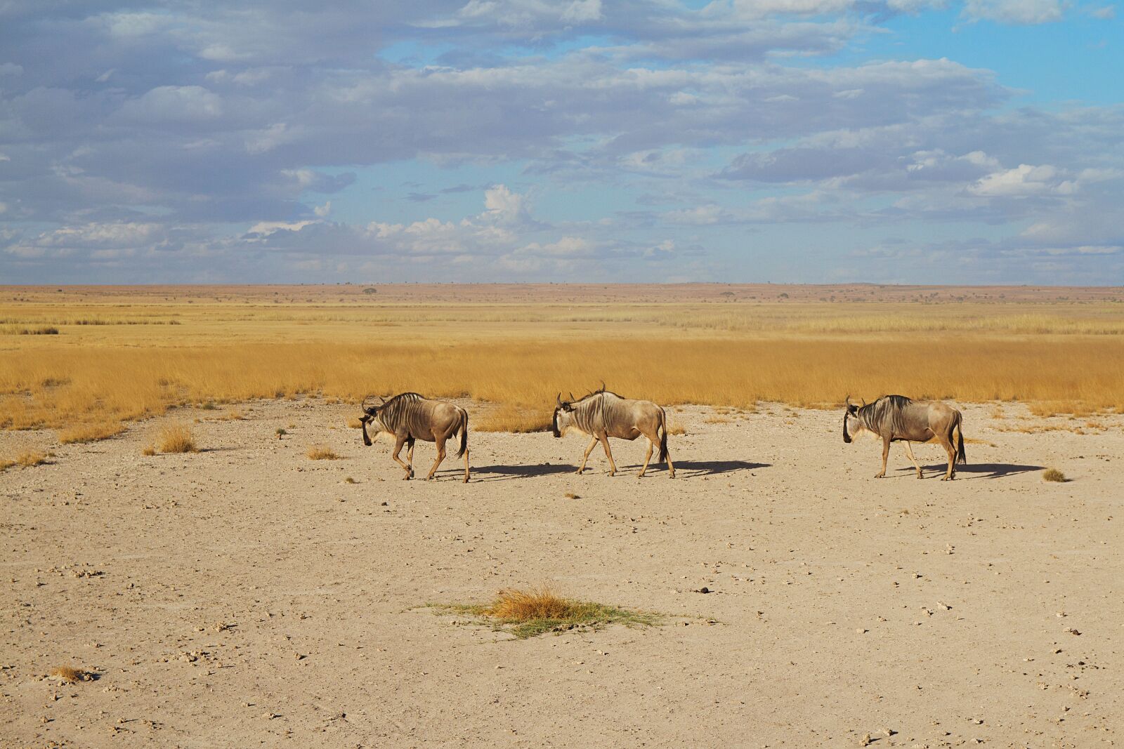 Canon EOS 600D (Rebel EOS T3i / EOS Kiss X5) sample photo. Africa, safari, animal world photography