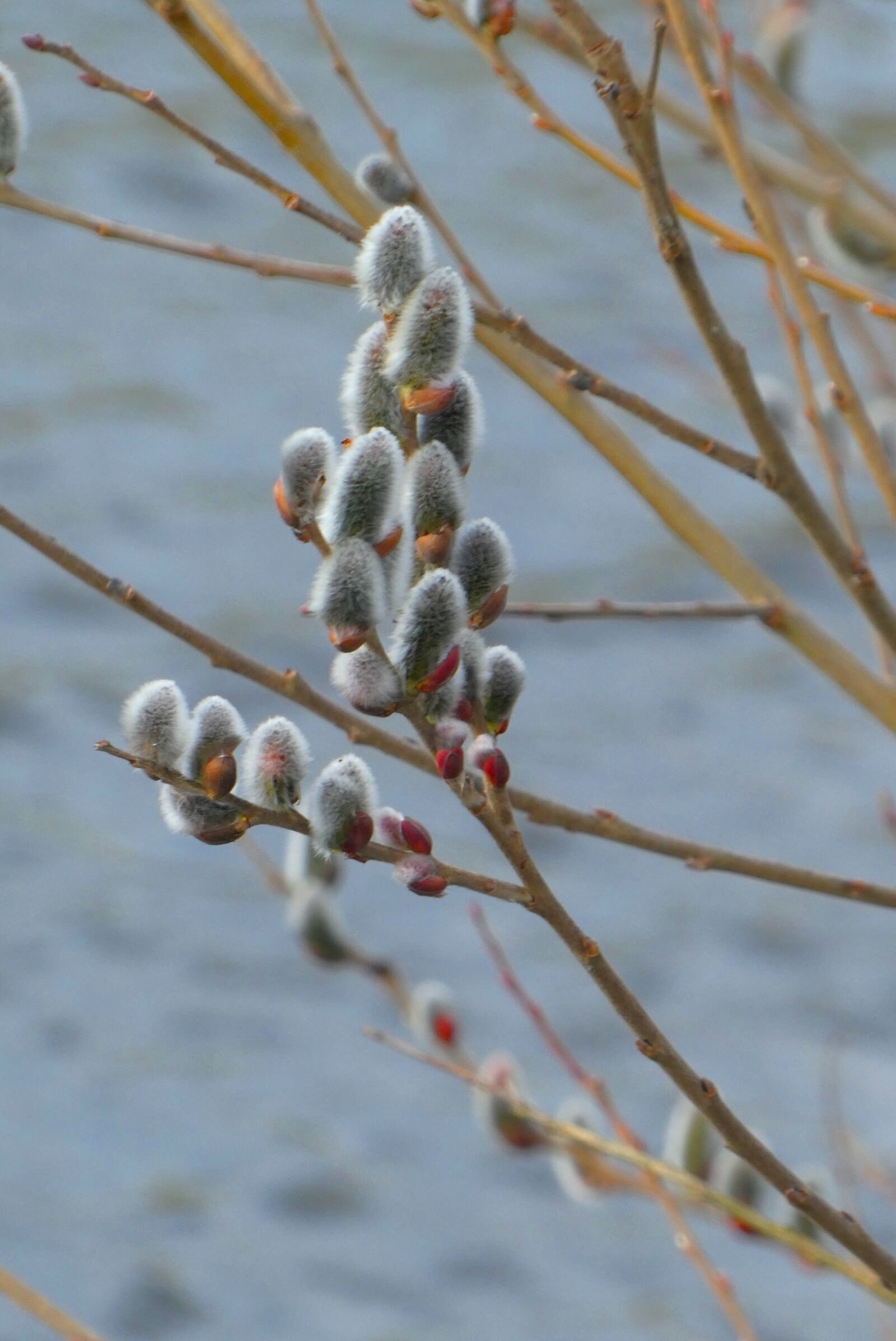 Panasonic Lumix DC-ZS70 (Lumix DC-TZ90) sample photo. Willow kittens, willow, spring photography