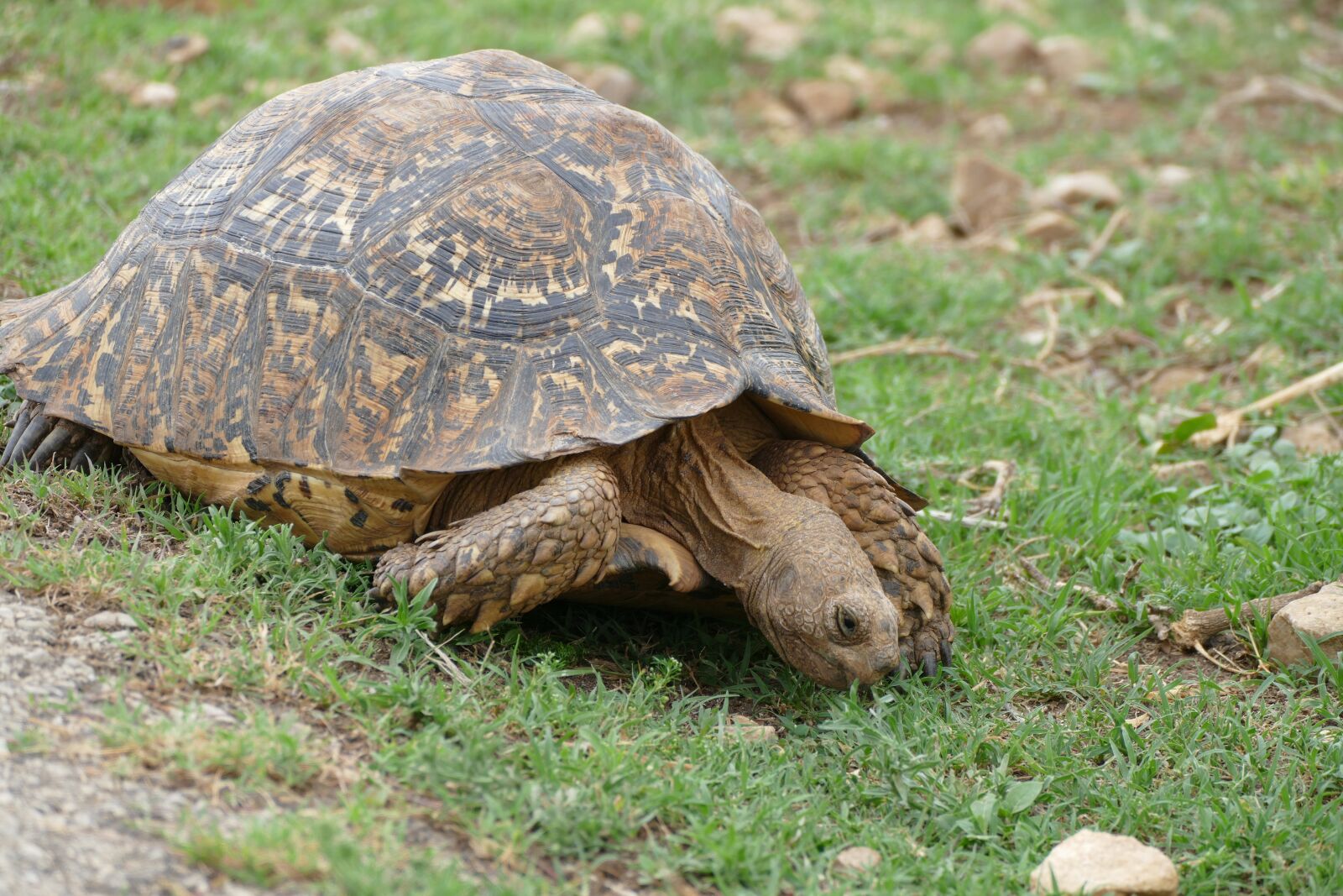 Panasonic Lumix DMC-FZ1000 sample photo. Addo, turtle, wildlife photography