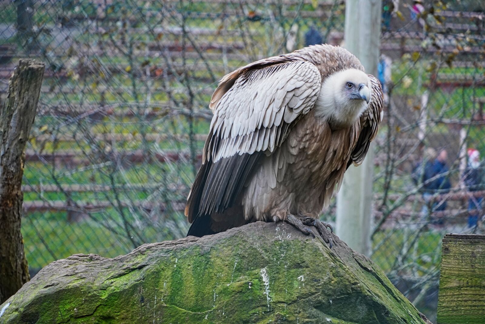 Sony E 18-135mm F3.5-5.6 OSS sample photo. Griffon vulture, vulture, majestic photography