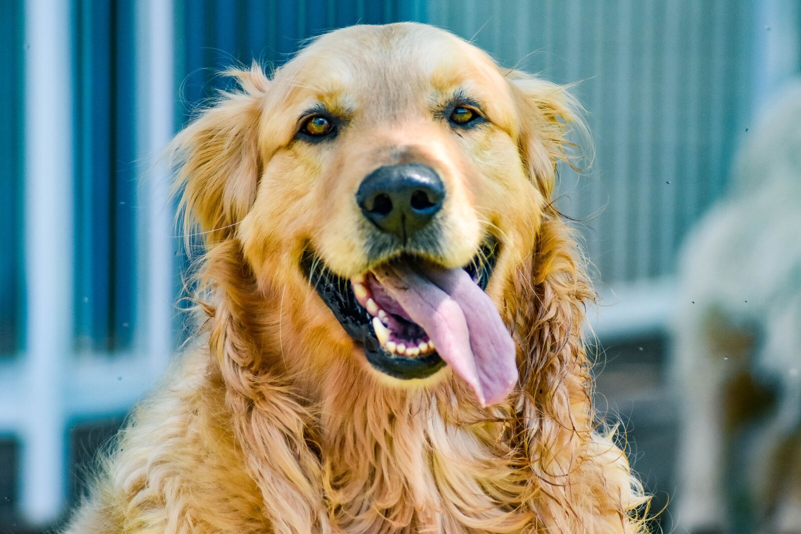Nikon D5500 sample photo. Goldenretriever, dog, golden photography
