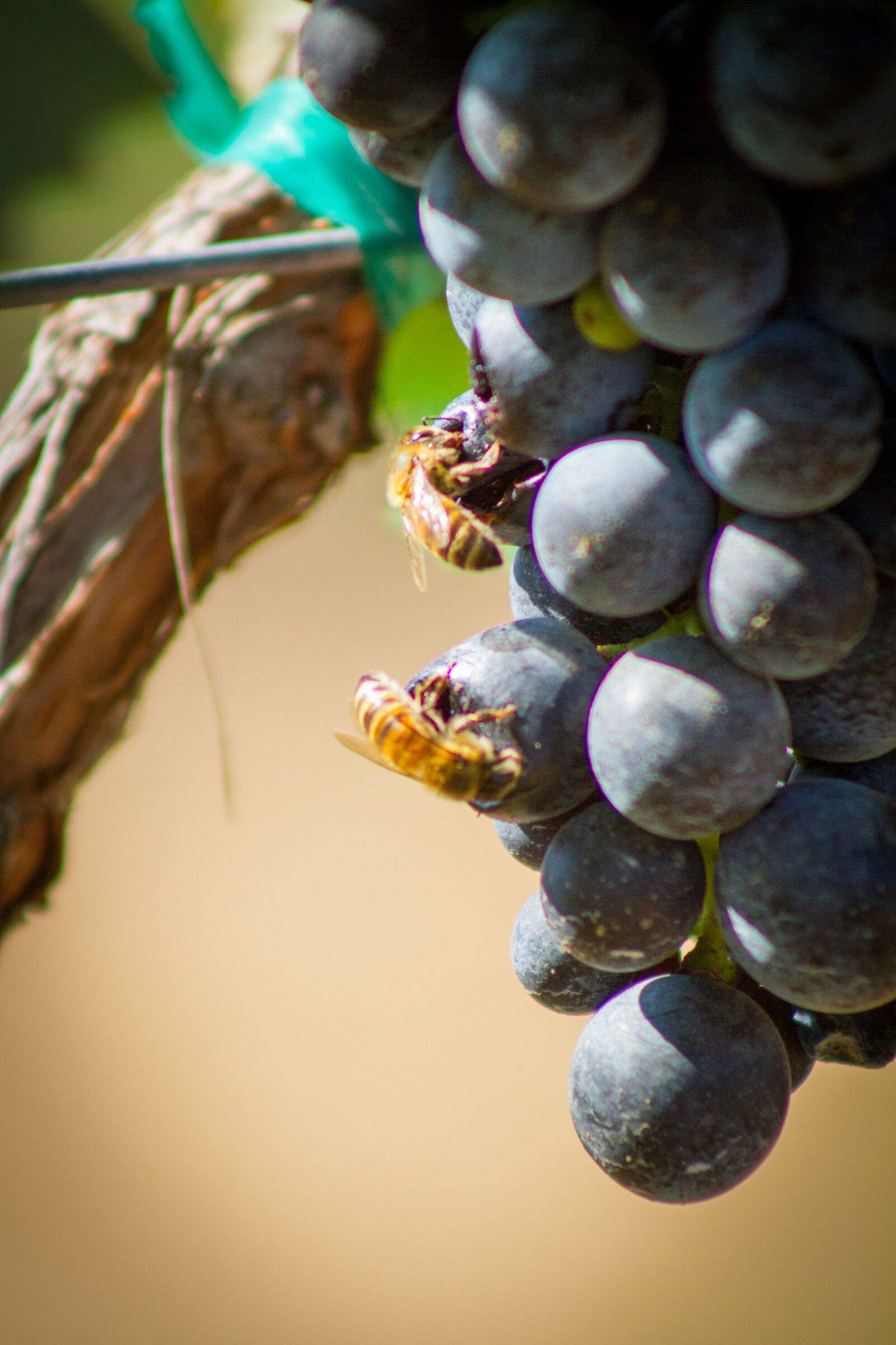Canon EF 75-300mm f/4-5.6 USM sample photo. Winery, grapes, harvest, temeculawinecountry photography