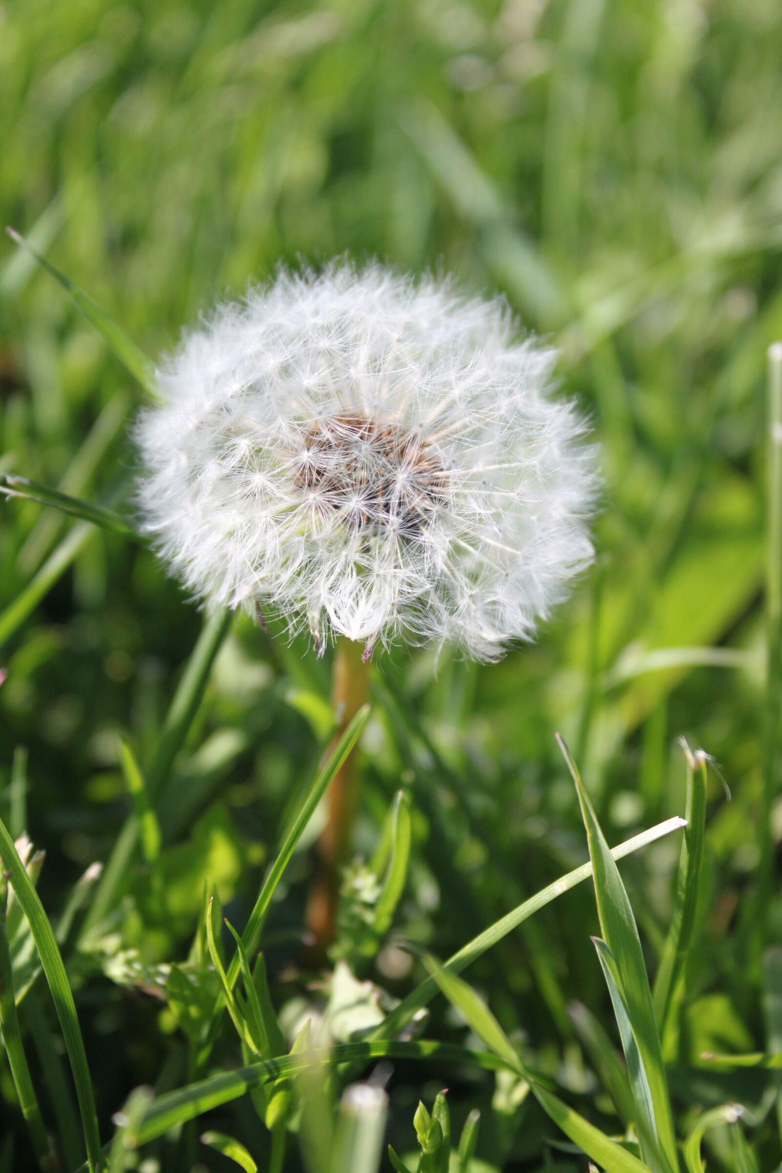 Canon EOS 500D (EOS Rebel T1i / EOS Kiss X3) sample photo. Flower, dandelion, dandelion fluff photography