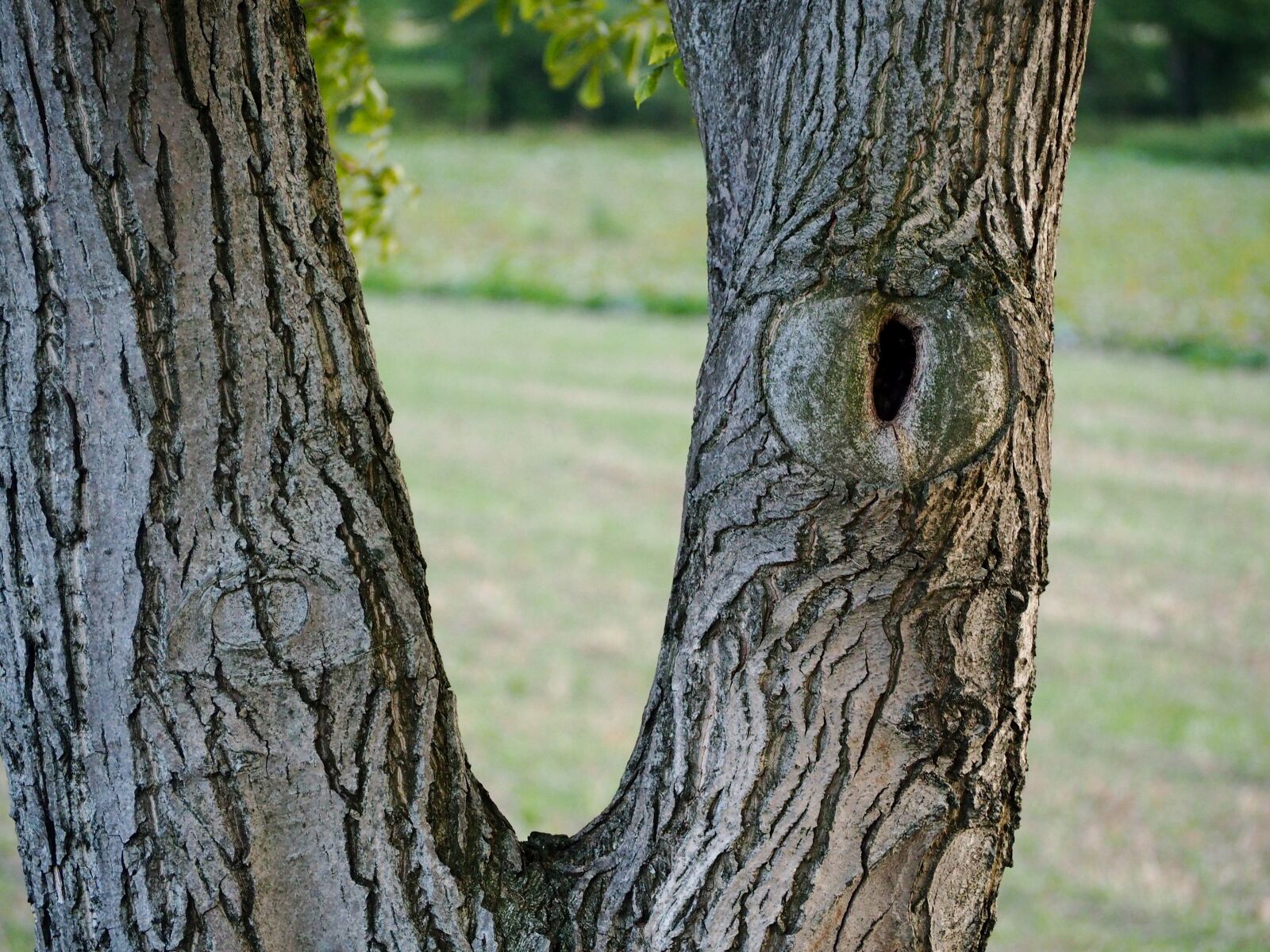 Olympus OM-D E-M10 sample photo. Tree, log, bark photography