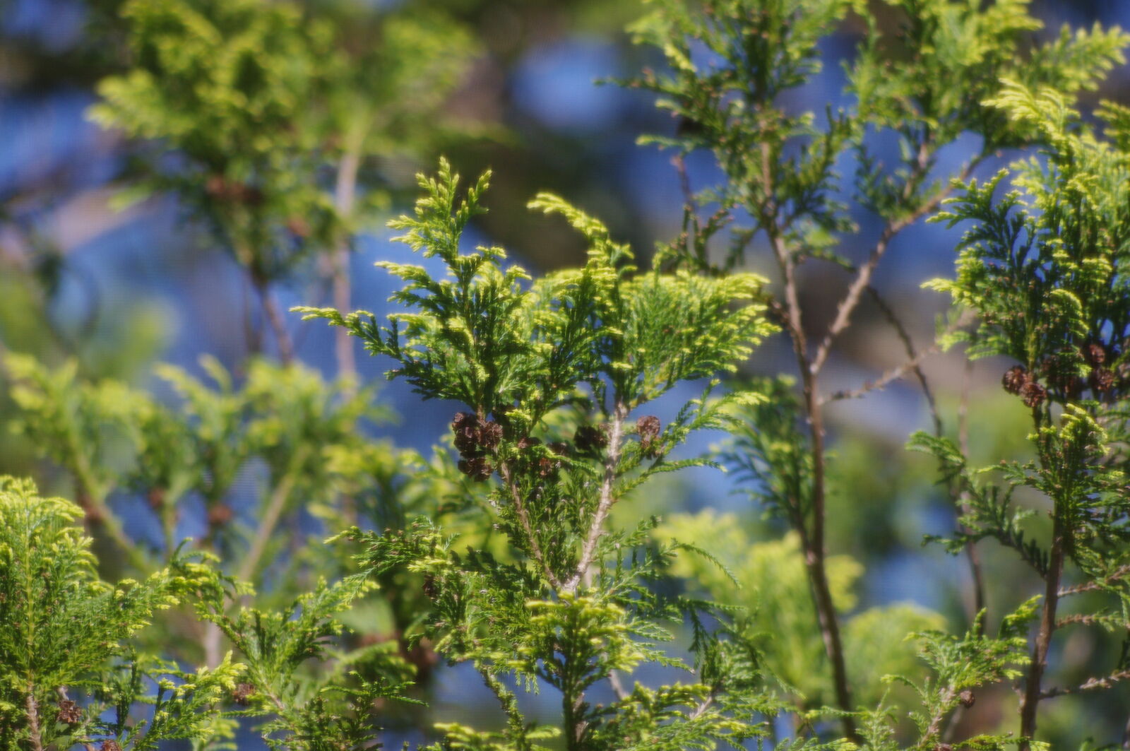 smc PENTAX-DA L 55-300mm F4-5.8 ED sample photo. From my bedroom desk photography