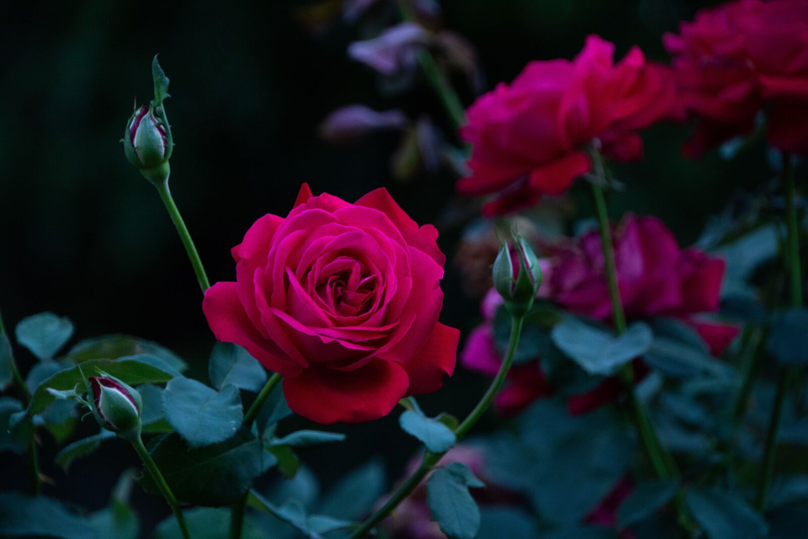 Canon EOS 750D (EOS Rebel T6i / EOS Kiss X8i) sample photo. Flower, rose, petals photography