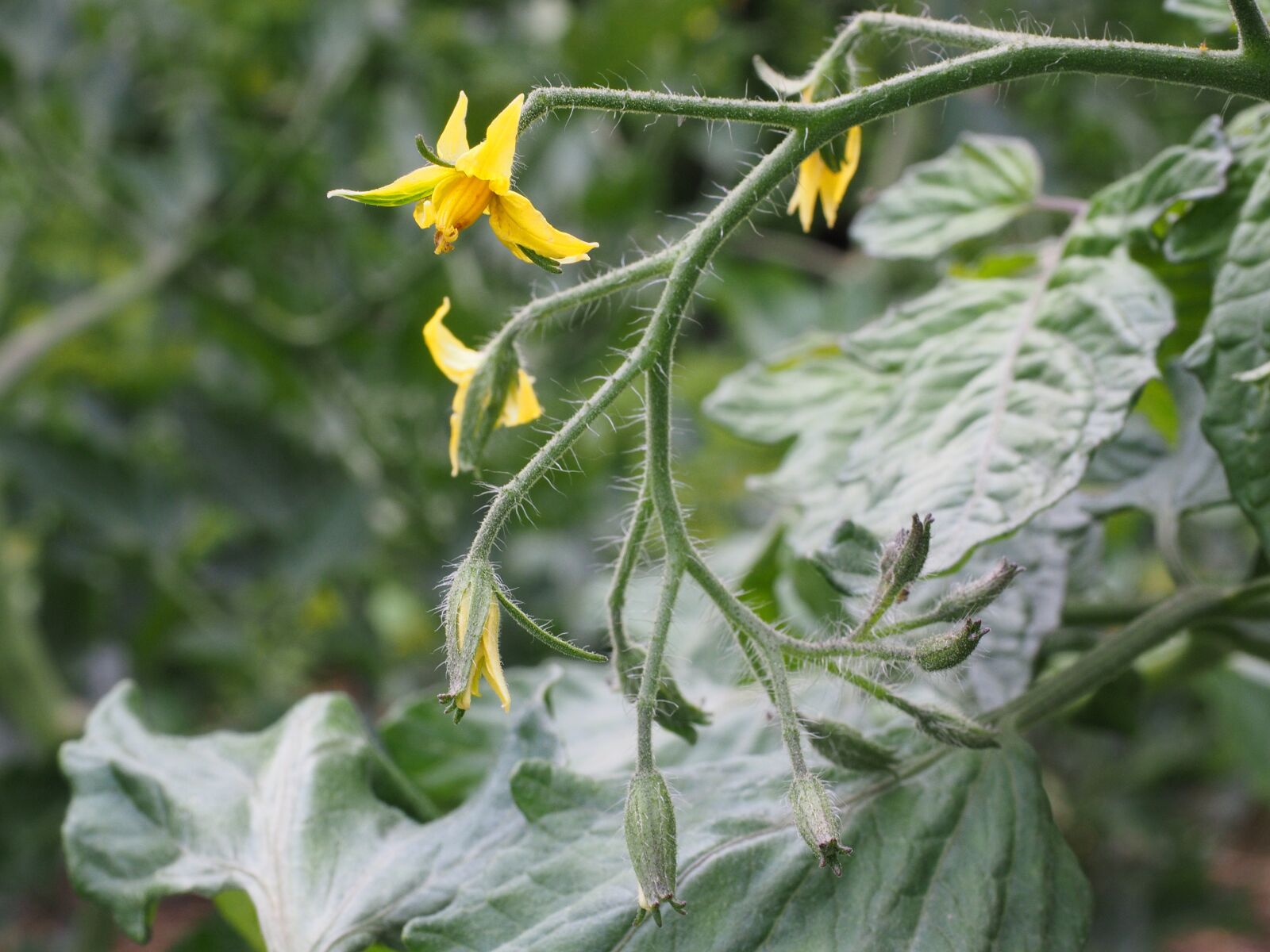 Olympus OM-D E-M1 + Olympus M.Zuiko Digital ED 12-40mm F2.8 Pro sample photo. Tomato flower, blossom, bloom photography