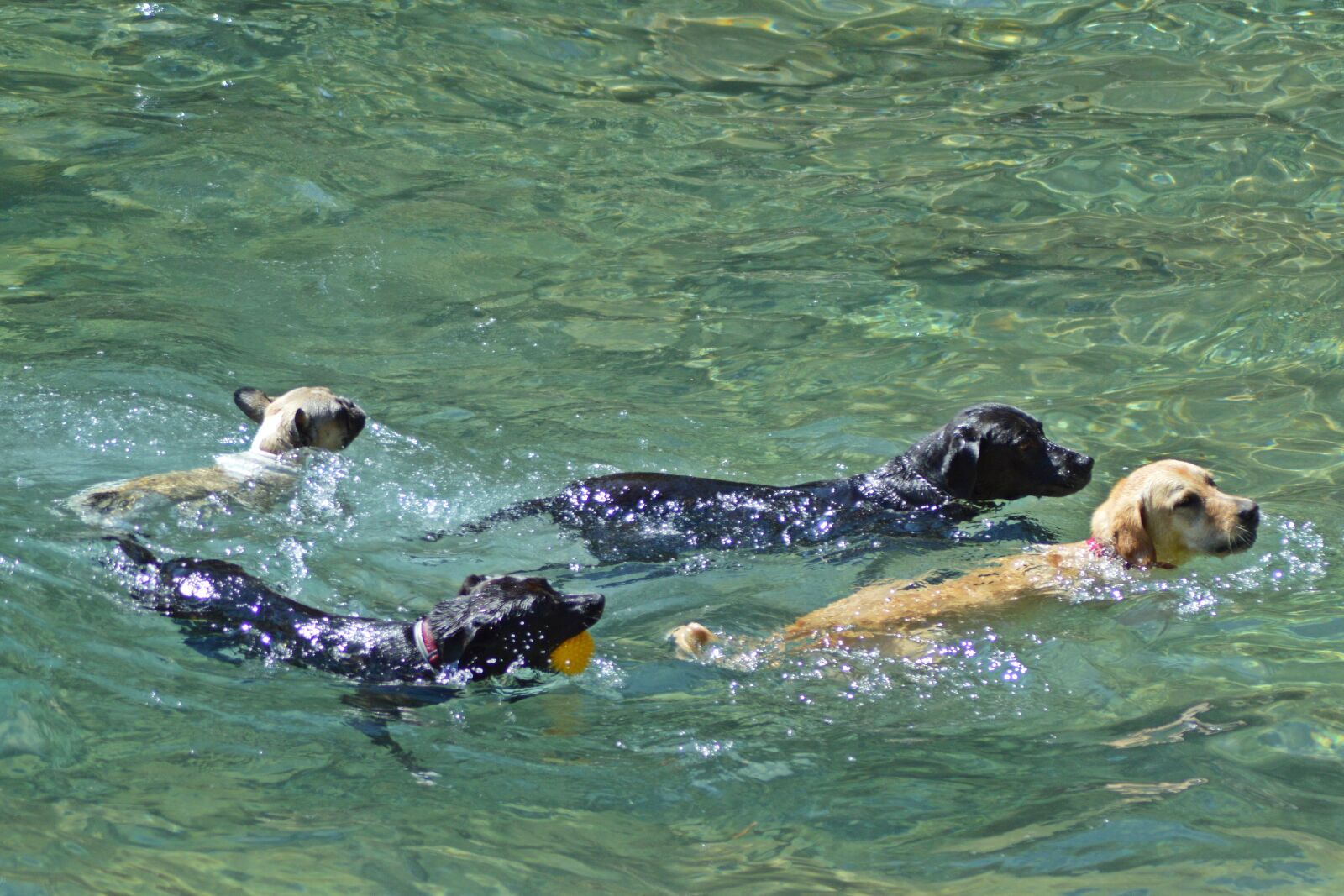 Nikon D3200 sample photo. Sea, dog beach, beach photography