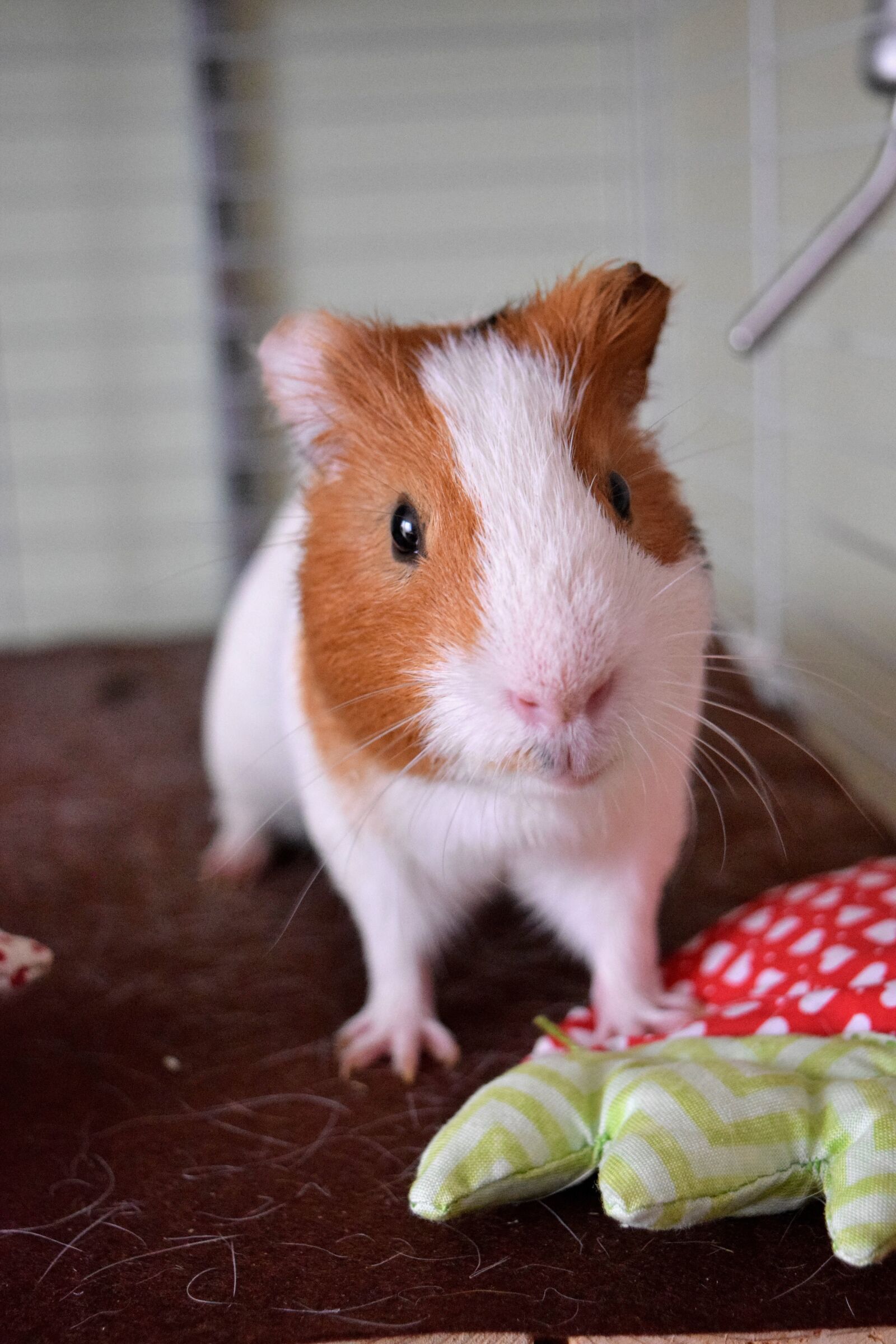 Nikon D3300 sample photo. Guinea pig, pig, fuzzy photography