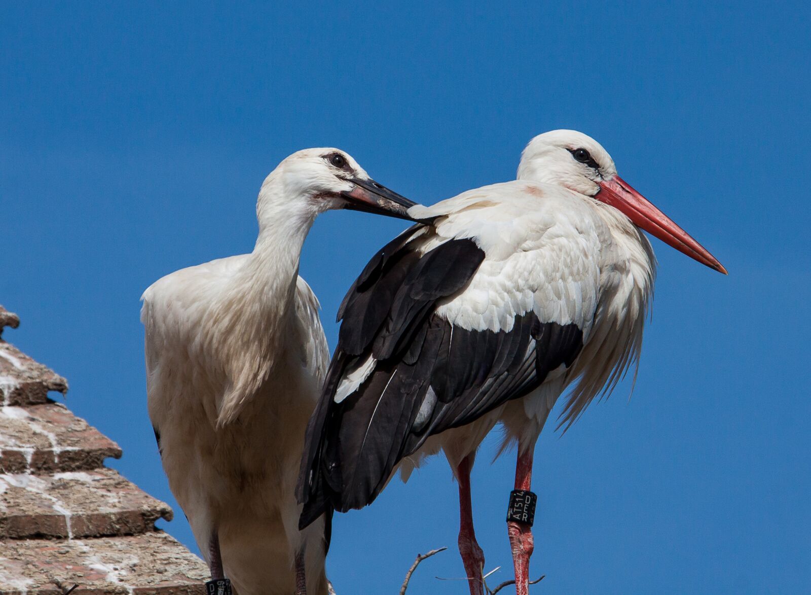 Canon EOS 50D sample photo. Stork, bird, animal world photography