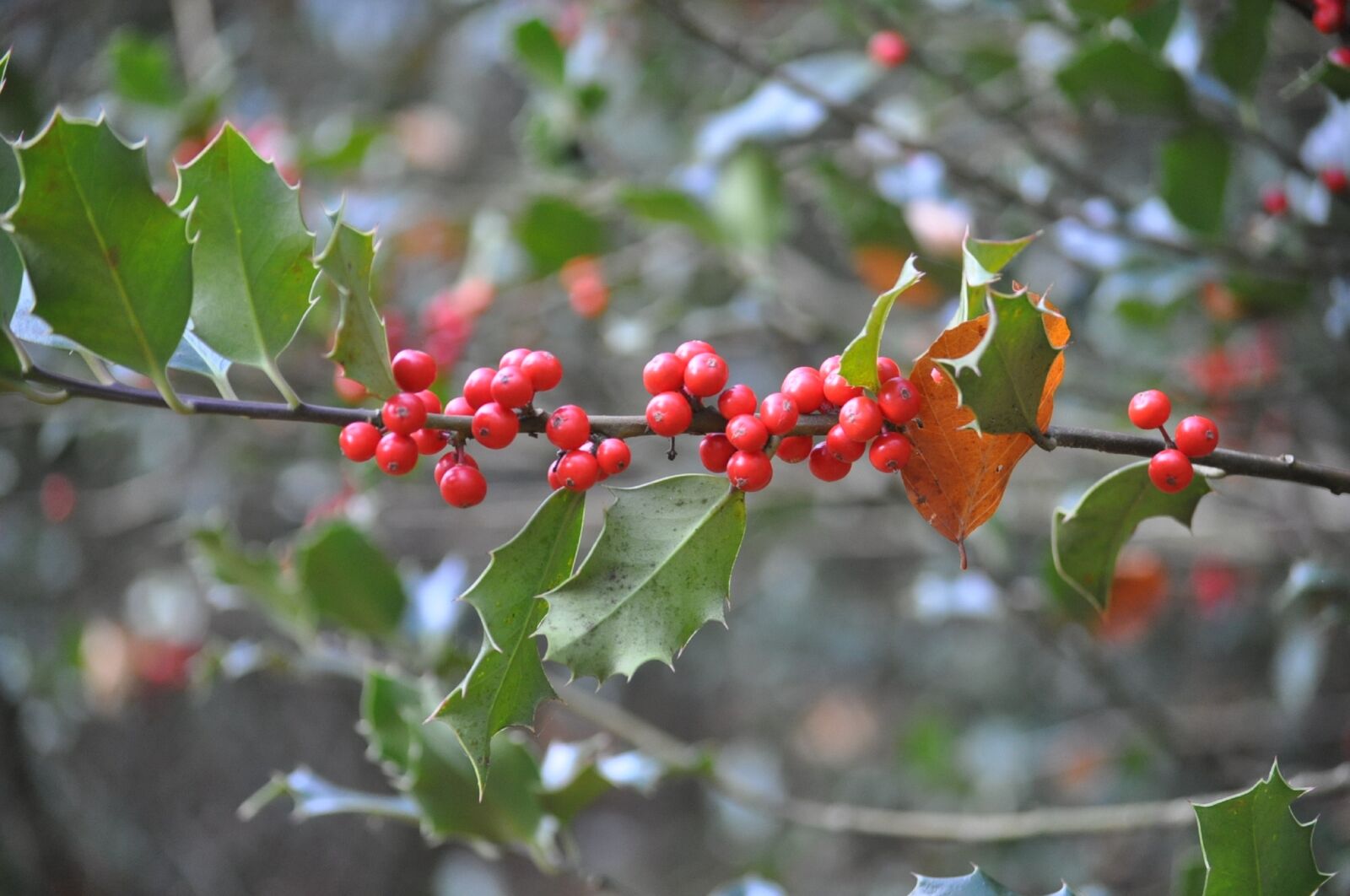 Nikon D5000 sample photo. Holly, bay, nature photography