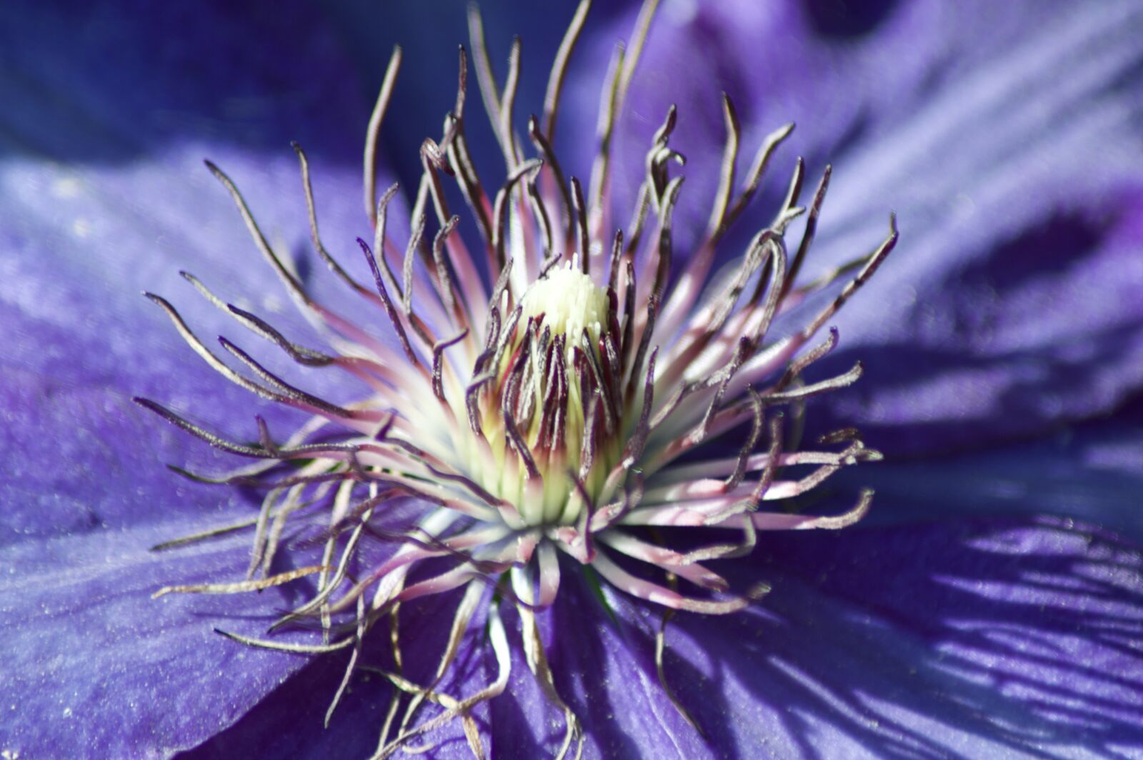 Nikon D3200 sample photo. Macro, clematis, blossom photography