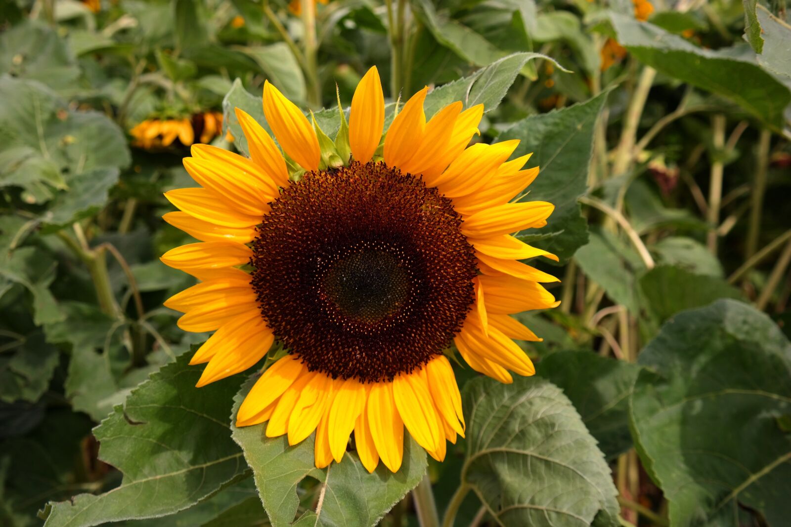 Samsung NX300 sample photo. Sunflower, yellow, flower photography