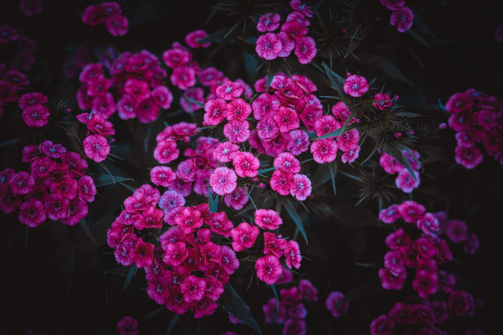 Sony 85mm F2.8 SAM sample photo. Clove, pink, flower photography
