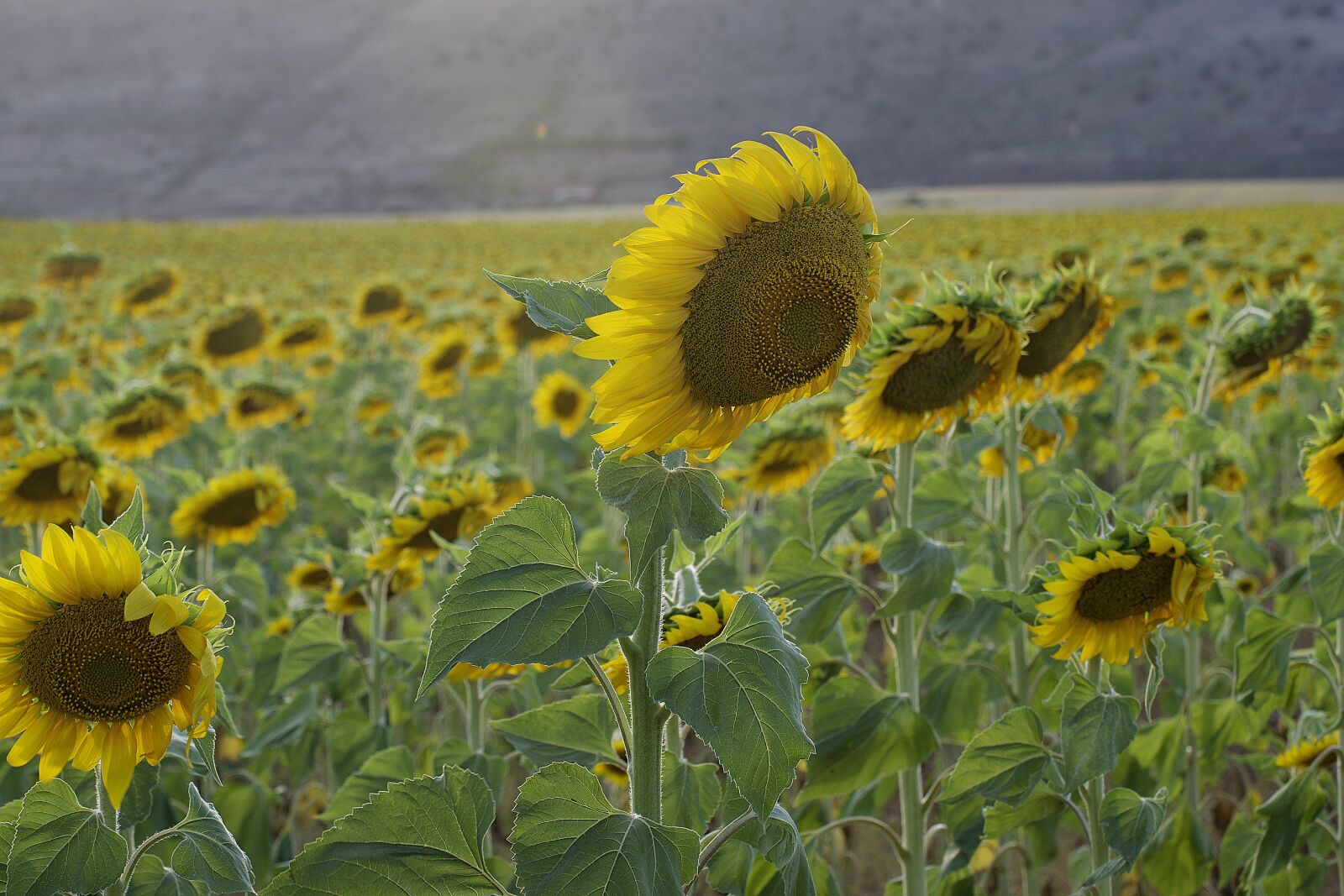 Nikon D5300 sample photo. Sunflower, sunset, field photography