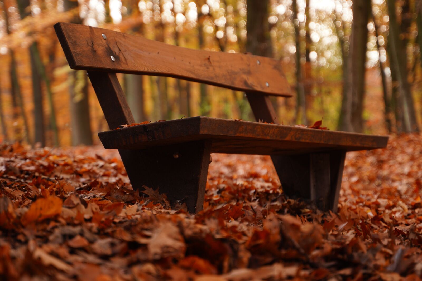 Tamron 28-75mm F2.8 Di III RXD sample photo. Autumn, forest, leaves photography