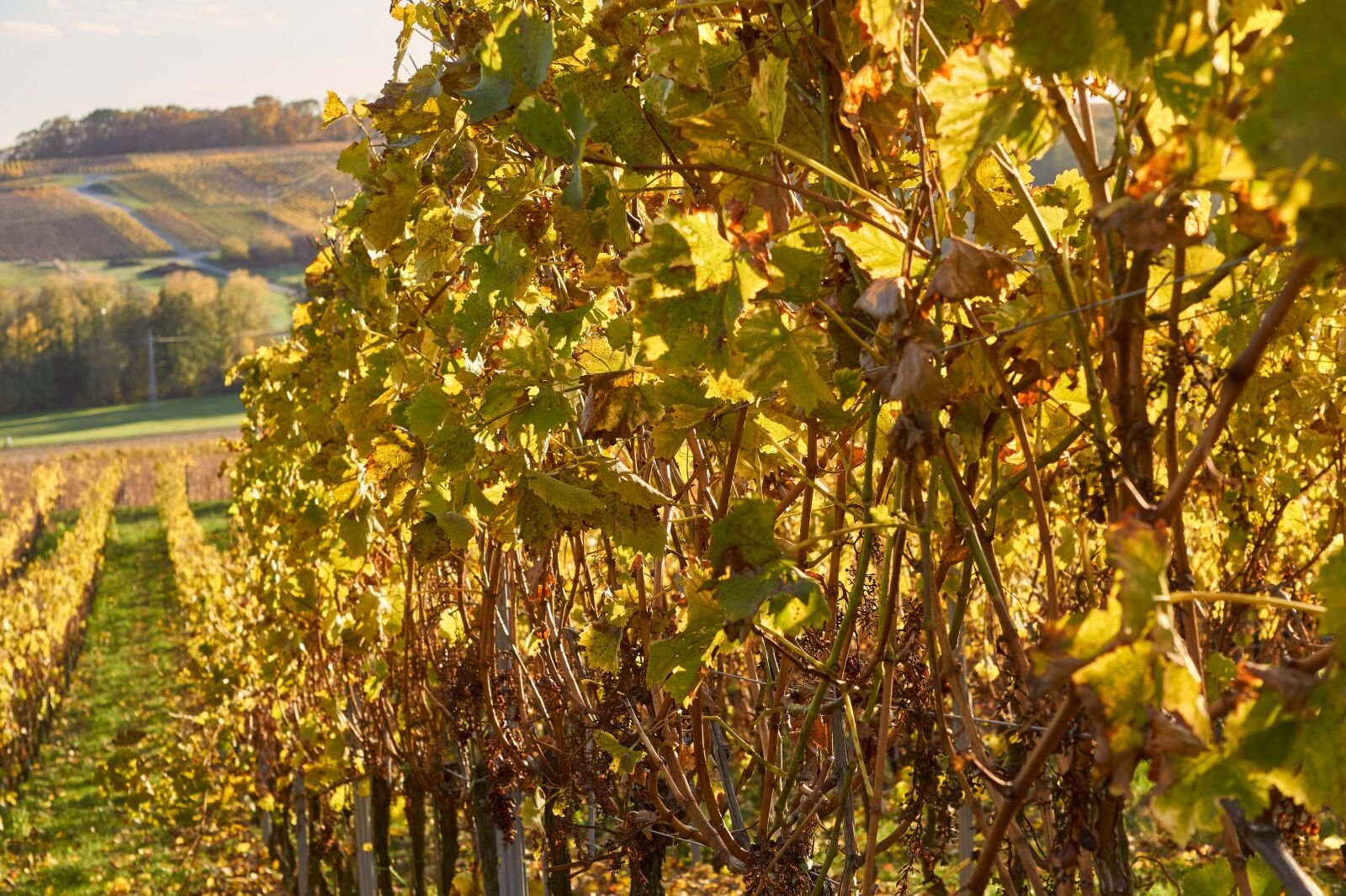 Sony a6000 + Sony E 55-210mm F4.5-6.3 OSS sample photo. Vineyard, vine, autumn photography