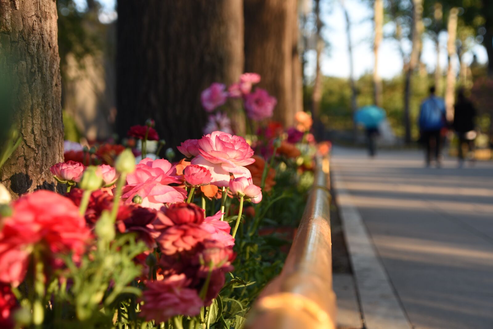 Nikon D7200 sample photo. Flowers and plants, the photography