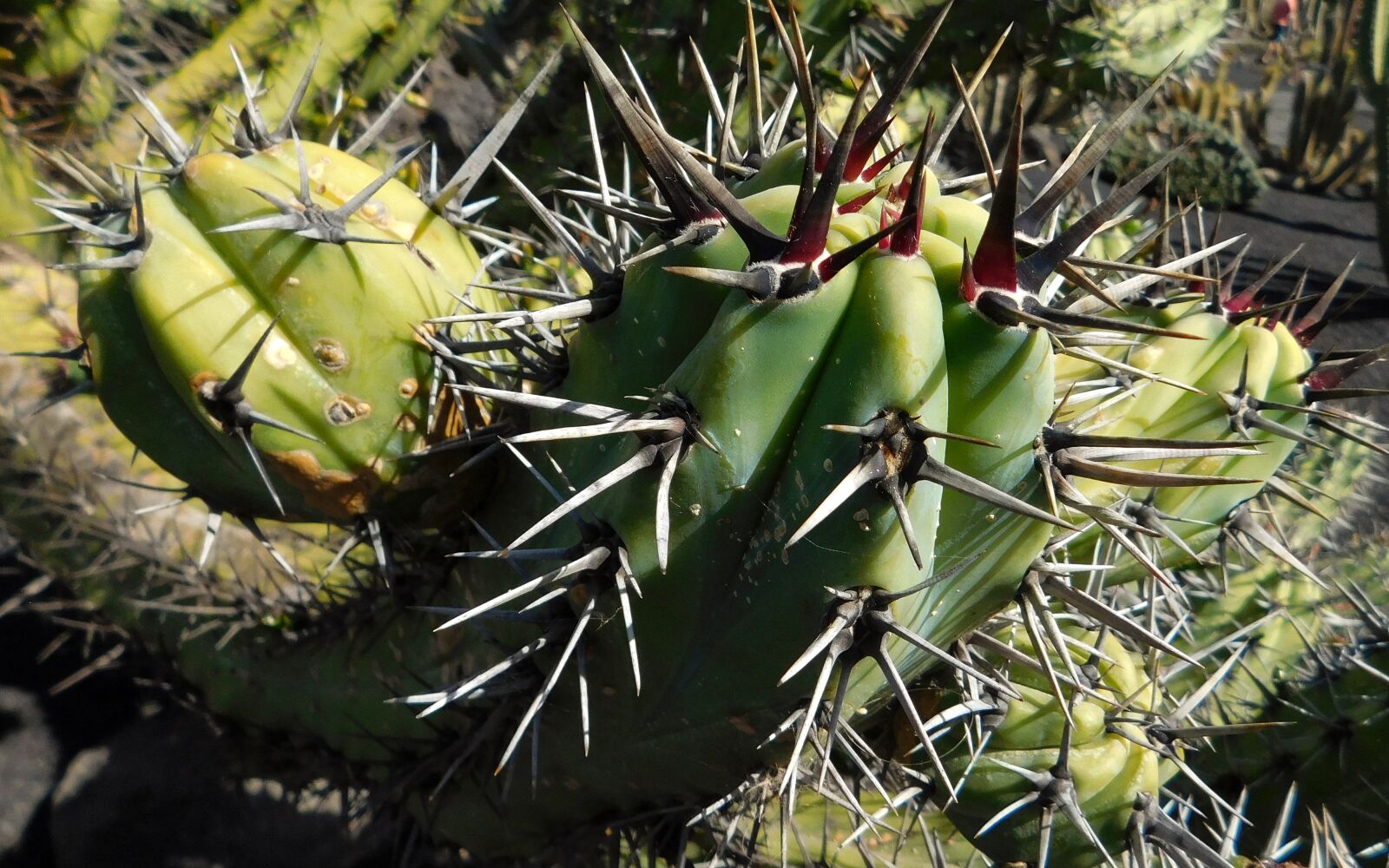 Nikon Coolpix L840 sample photo. Cactus, plant, nature photography