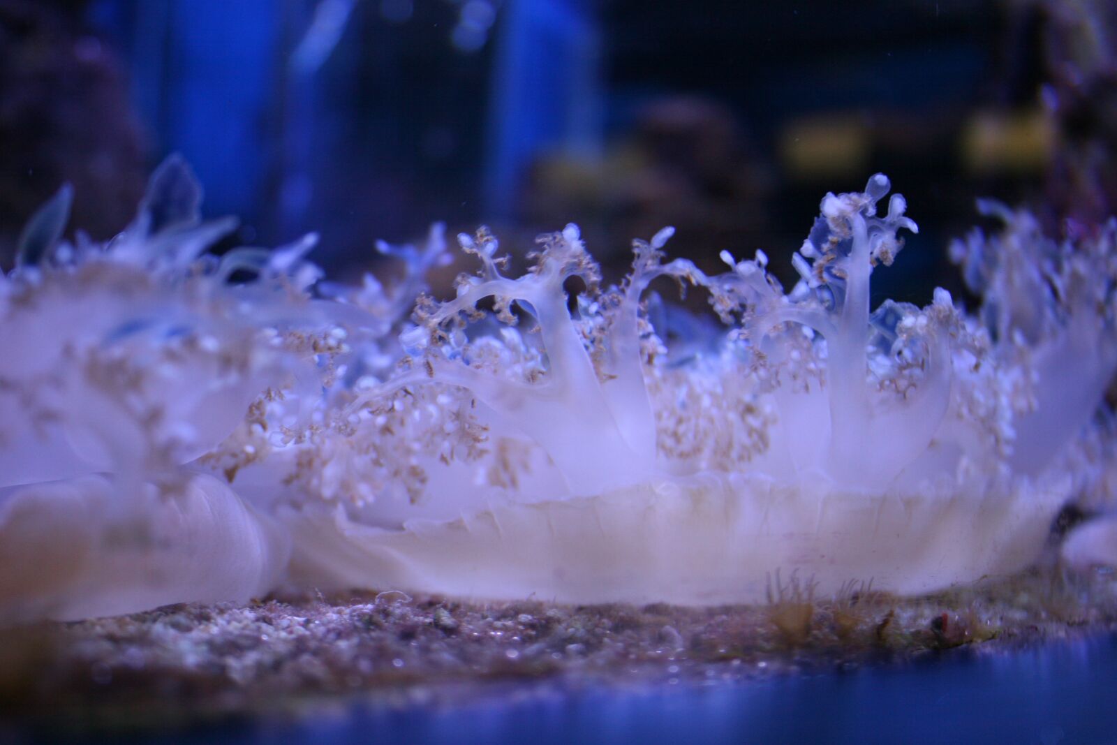 Canon EOS 20D sample photo. Underwater, nature, wildlife photography