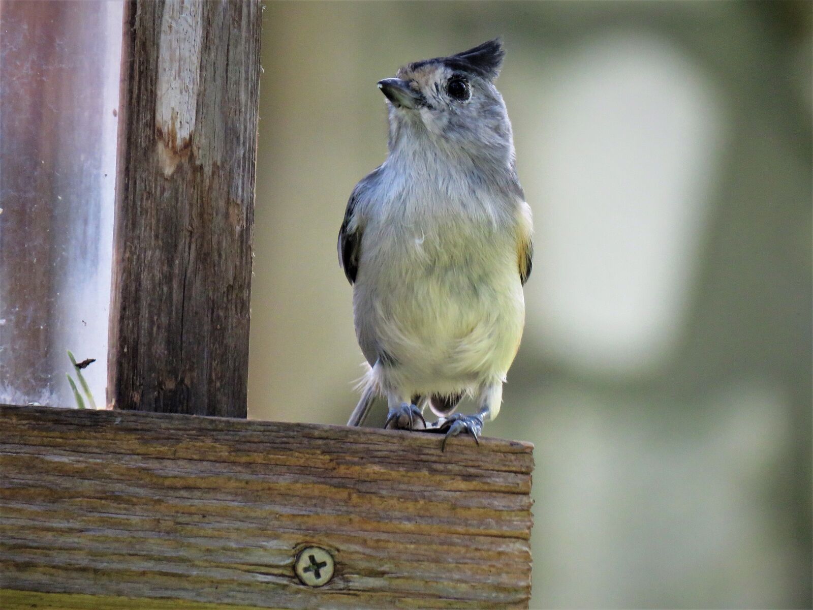 Canon PowerShot SX60 HS sample photo. Bird, wildlife, close up photography
