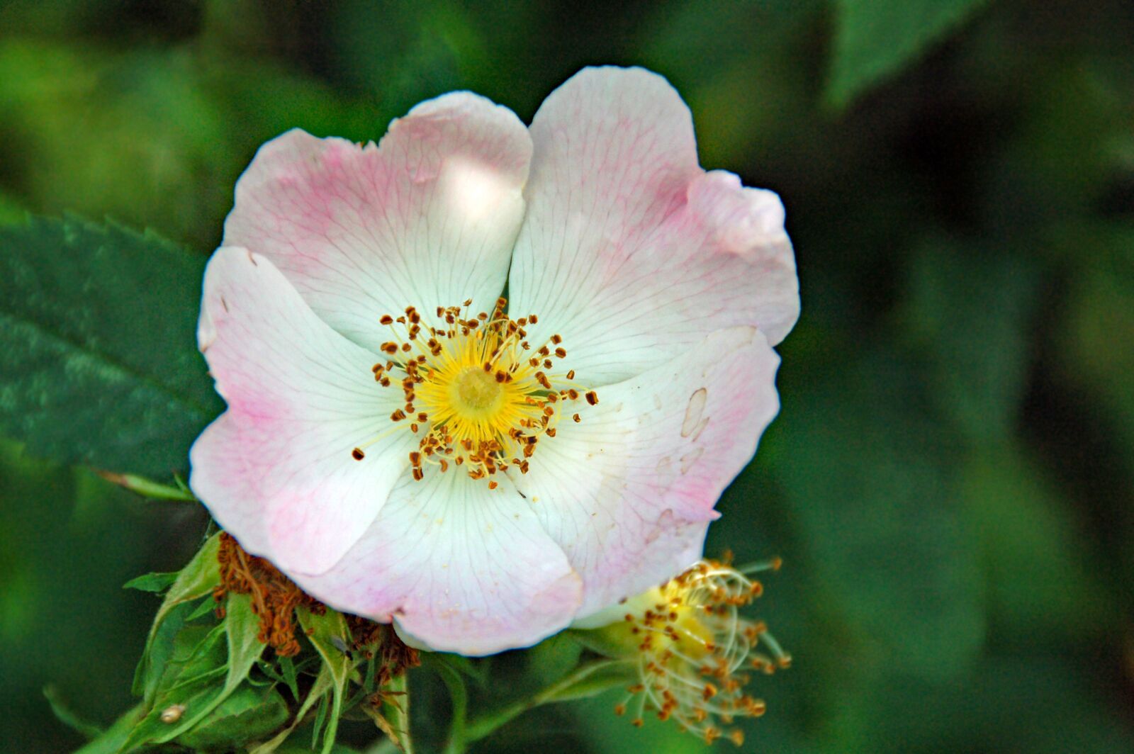 Nikon D50 sample photo. Rose, white, pink photography