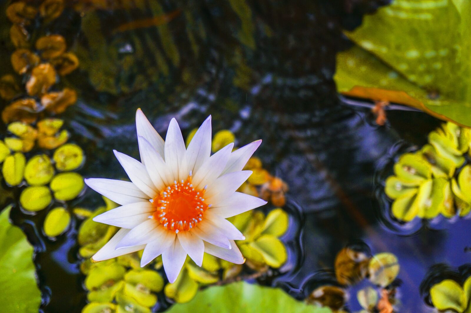 Sony Alpha NEX-5T sample photo. Lotus, lotus on pond photography