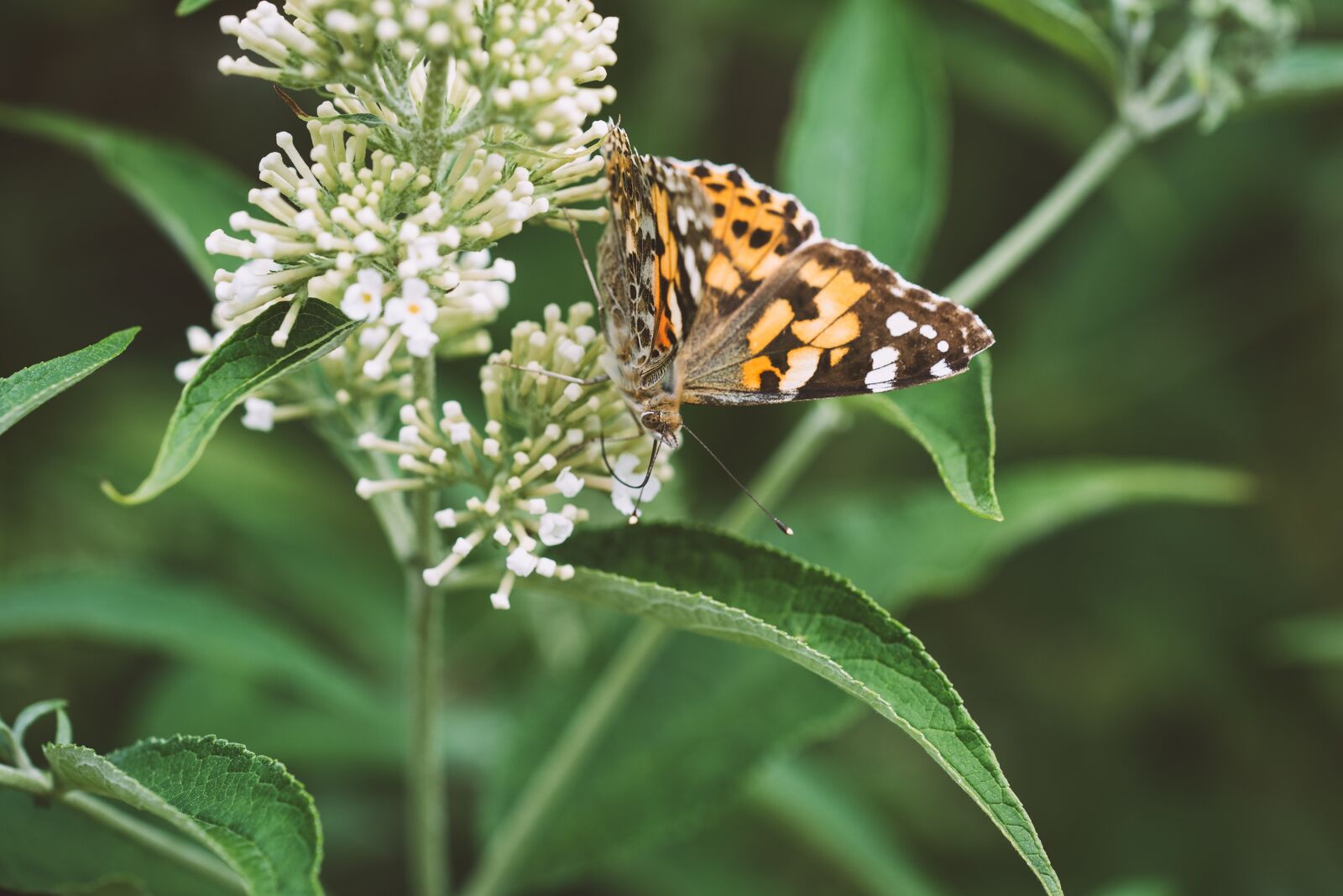 Nikon D750 sample photo. Butterfly, butterflies, edelfalter photography