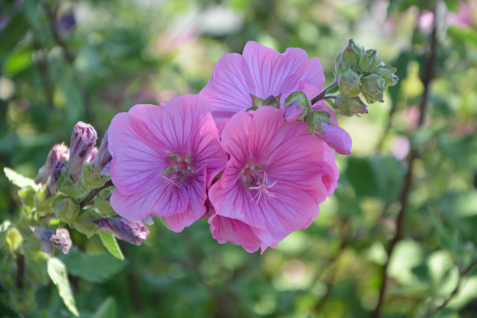 Nikon D5200 sample photo. Flowers, pink, nature photography