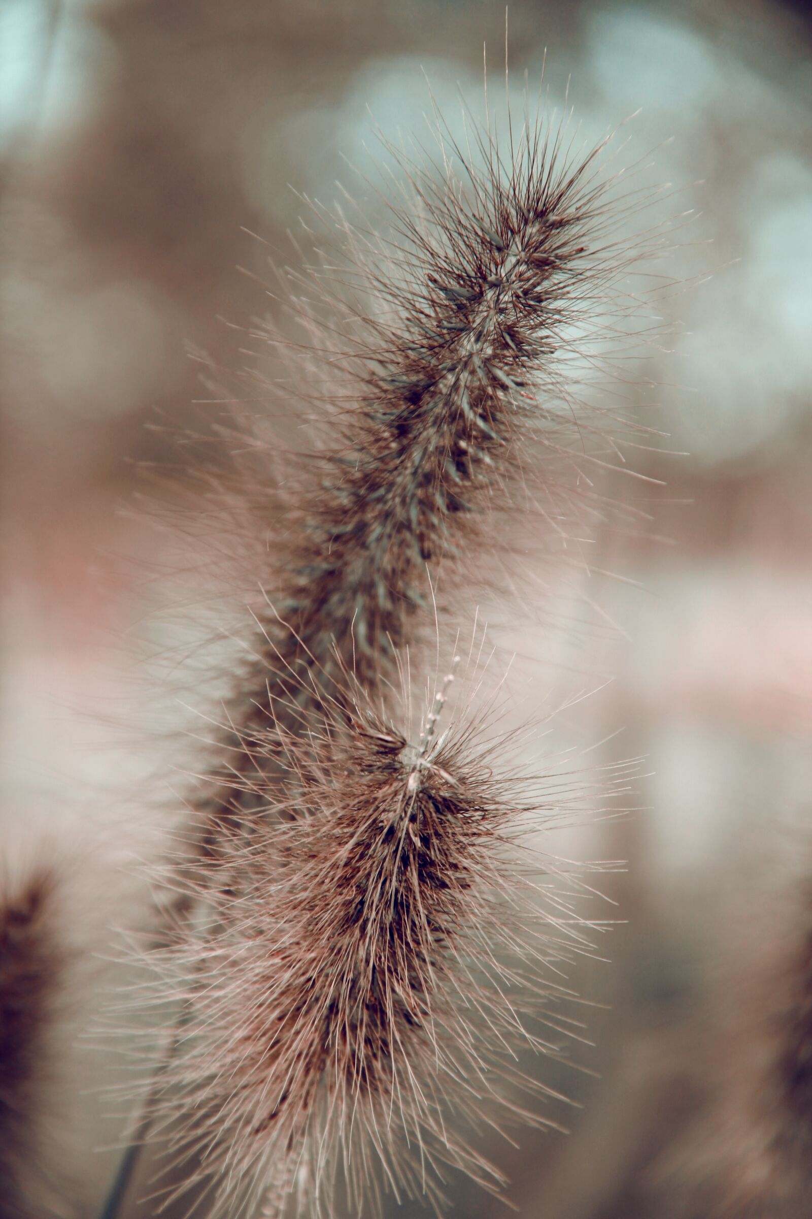 Canon EOS 600D (Rebel EOS T3i / EOS Kiss X5) sample photo. Grass, autumn, nature photography