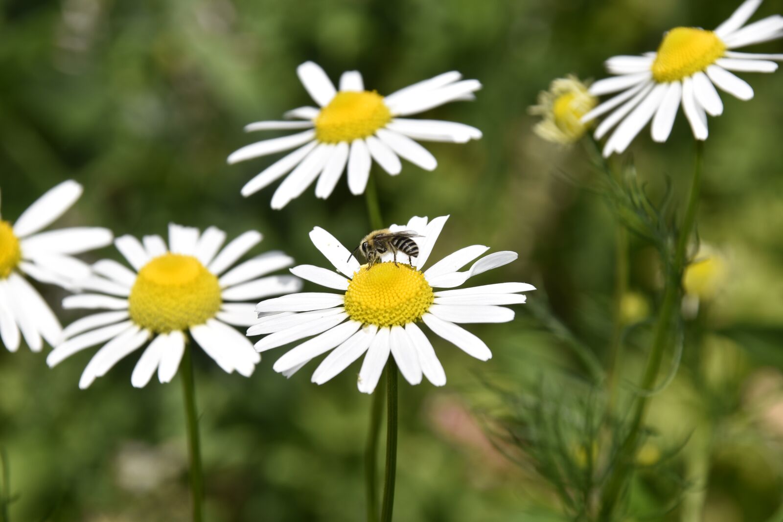 Nikon D5600 sample photo. Flower, flowers daisies, petals photography